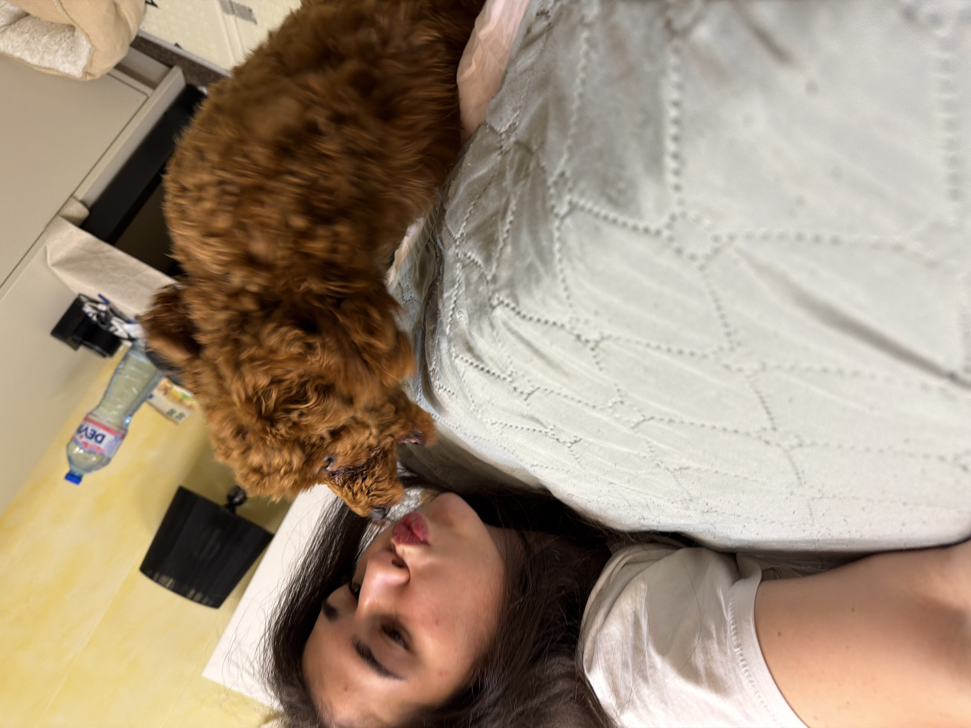 A young woman with dark hair is lying on a bed, her face close to a small, fluffy, reddish-brown dog, and appears to be leaning in to kiss it. The dog is looking up at her with its mouth open. The woman is wearing a white t-shirt. The bed has a light-colored, textured duvet. In the background, a bedside table is visible with a black lampshade, a bottle of water, and some papers. The wall behind the table is painted yellow. A corner of a white wardrobe and a light-colored pet bed are also in the scene. The overall setting appears to be a bedroom. No specific indicators of the city of Sofia, Bulgaria are present in the image itself.