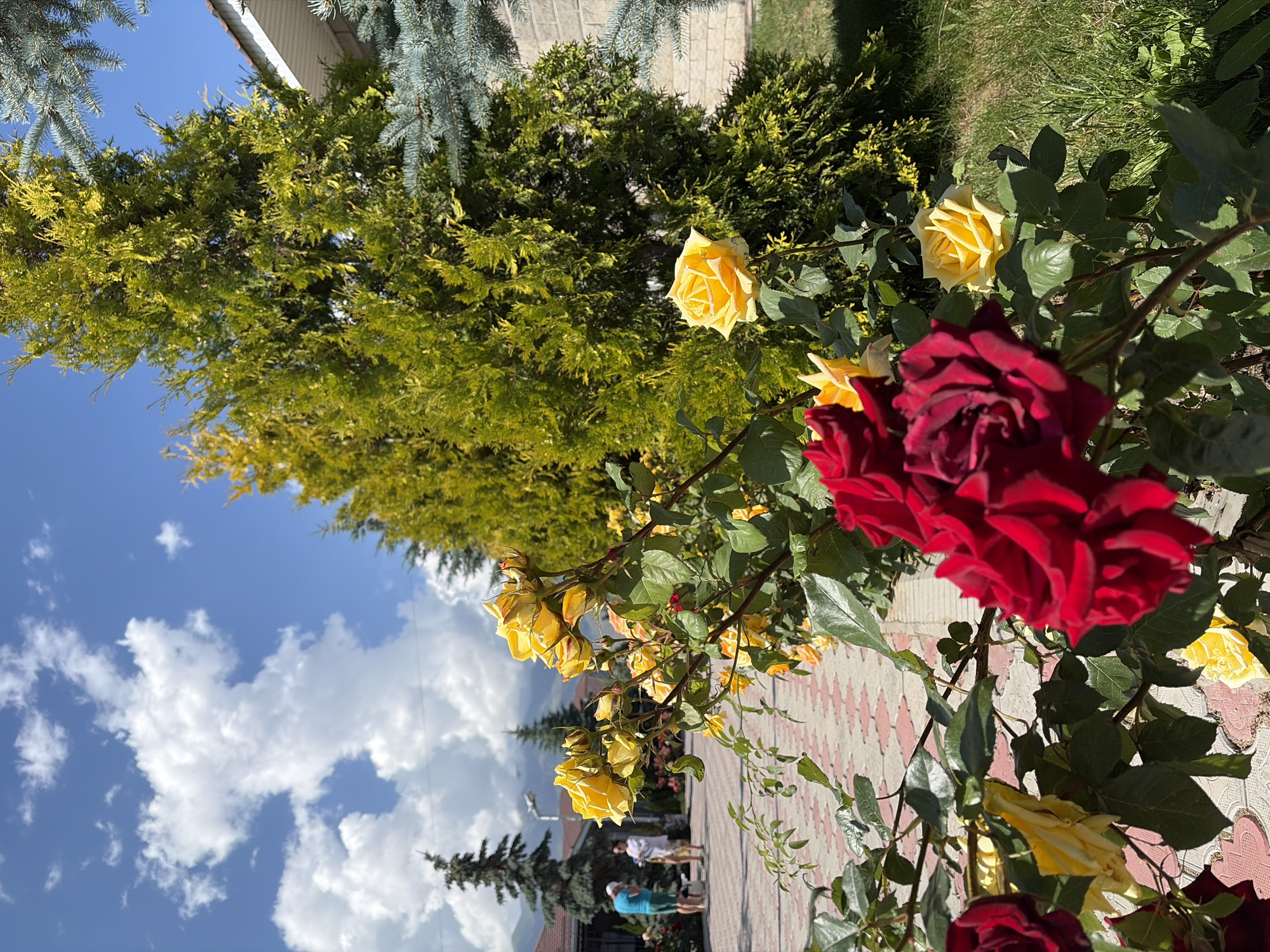 This is a vertical, slightly low-angle outdoor photograph featuring a rose bush with both red and yellow roses in bloom. The rose bush occupies the foreground and right side of the frame, with its branches and flowers stretching towards the viewer. Several red roses, one in sharp focus and others slightly blurred, are prominent. Yellow roses are also visible throughout the bush, some in full bloom and others as buds.
Behind the rose bush, a line of green foliage, likely trees or shrubs, forms a dense background. The sky, a clear blue with scattered white clouds, is visible above the greenery. In the distance, a paved walkway with a patterned design is visible, and a few people are casually walking. The lighting suggests it is a sunny day, likely daytime. The overall scene depicts a pleasant outdoor setting, possibly a garden or park, with a focus on the vibrant colors of the roses.