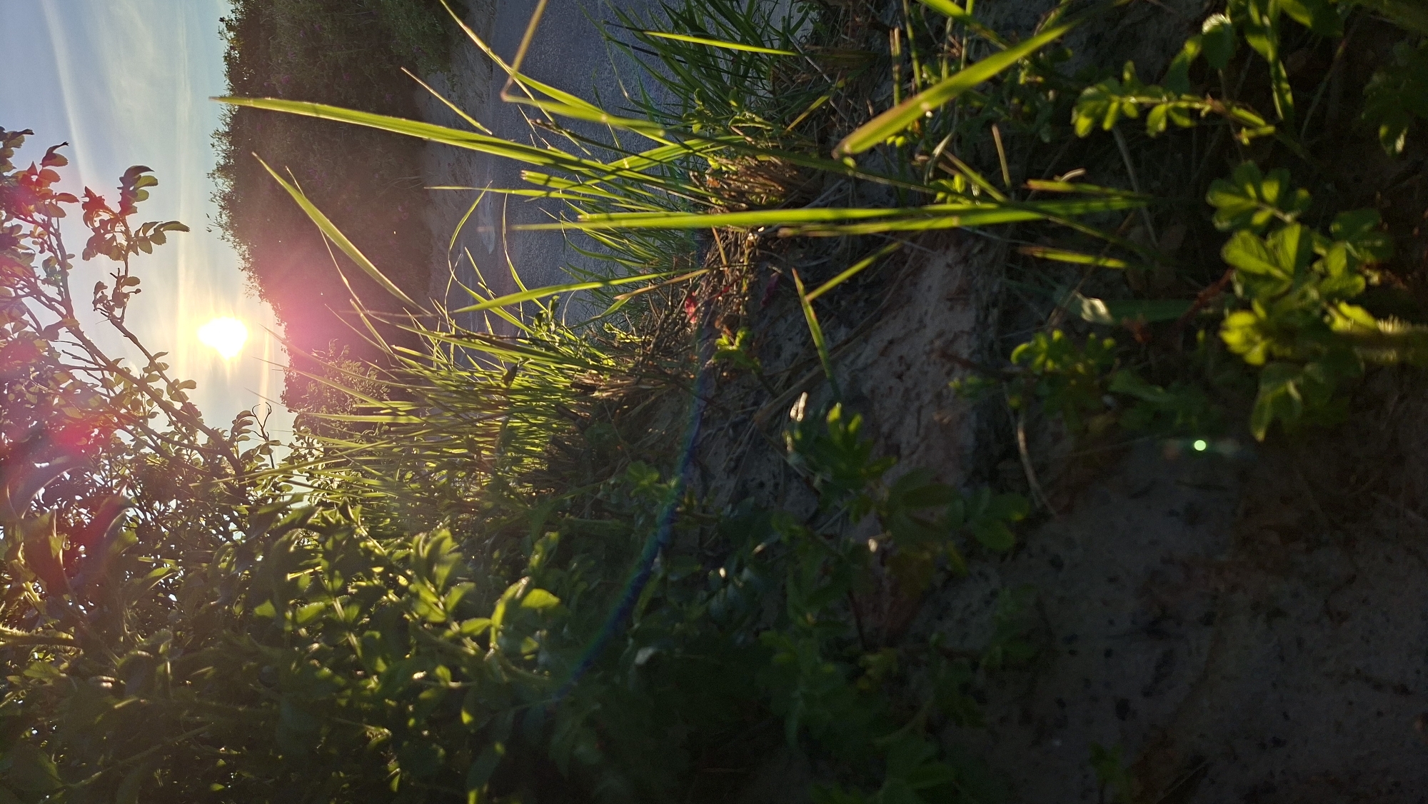 The image depicts a natural scene at dusk, likely in a coastal or park area of Tallinn, Estonia. The foreground is dominated by lush green grass and foliage, with some patches of sandy soil visible. Tall, slender blades of grass stand prominently, catching the golden light of the setting sun. Sunlight filters through the branches of a bush or tree in the upper left of the frame, casting lens flares and illuminating the scene with a warm, soft glow. The sky is a pale blue with hints of pink and orange, suggesting the sun is low on the horizon. In the background, a road or path can be seen, bordered by more vegetation. The overall impression is one of natural beauty and tranquility, typical of a summer evening in Tallinn. There are no people or man-made structures other than the road.
