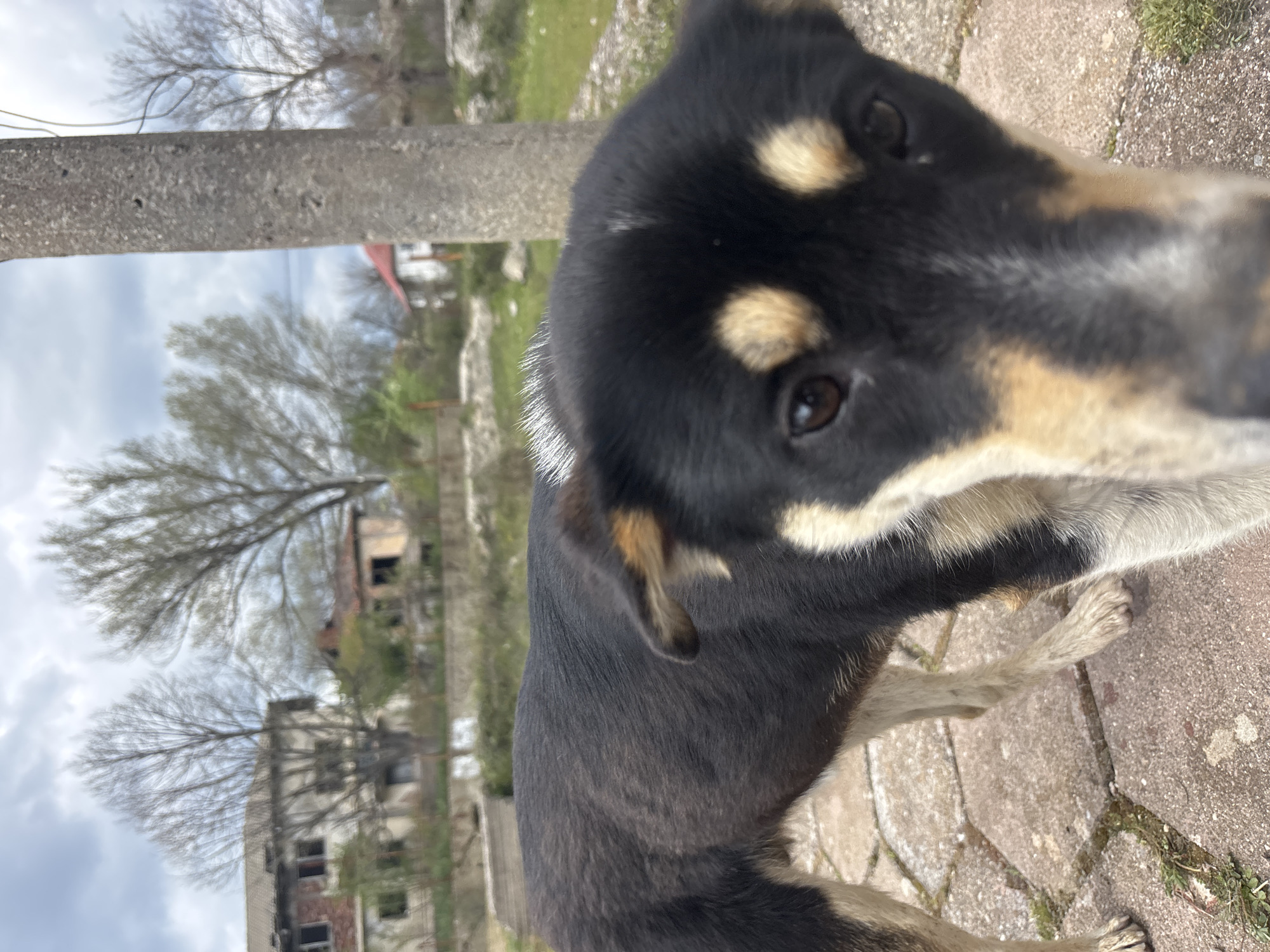 A close-up photograph shows a dog with black and tan fur standing on a paved surface. In the background, there is a concrete pole and a building. The location appears to be Dobromirtsi, Bulgaria, as determined from the image’s metadata. The background contains the ruins of buildings.