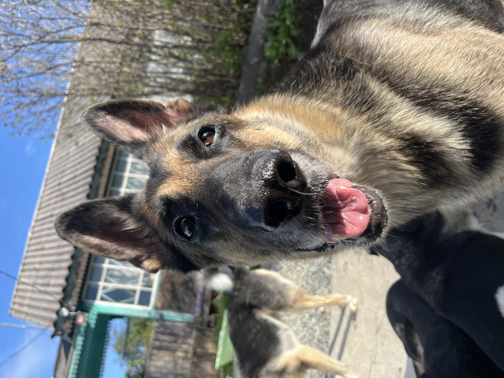 The image is a close-up, low-angle photograph of a German Shepherd dog's face, with its mouth open and tongue slightly visible. The dog is primarily in focus, positioned in the foreground and center of the frame. Its fur exhibits the characteristic tan and black coloring of the breed.
In the background, slightly out of focus, another dog, possibly a mix breed with tan and black markings, stands to the left. Partially visible in the lower foreground are several dark-colored puppies clustered together.
The setting appears to be an outdoor environment, possibly a backyard or rural area. A wooden fence and a building with a corrugated metal roof and light-colored window frames are visible behind the dogs. Green foliage and bare tree branches are also present in the background. The lighting suggests it is daytime, with sunlight casting shadows.
The image does not contain any specific identifying landmarks or features that would indicate its location within the city of Nizhny Tagil, Russia.