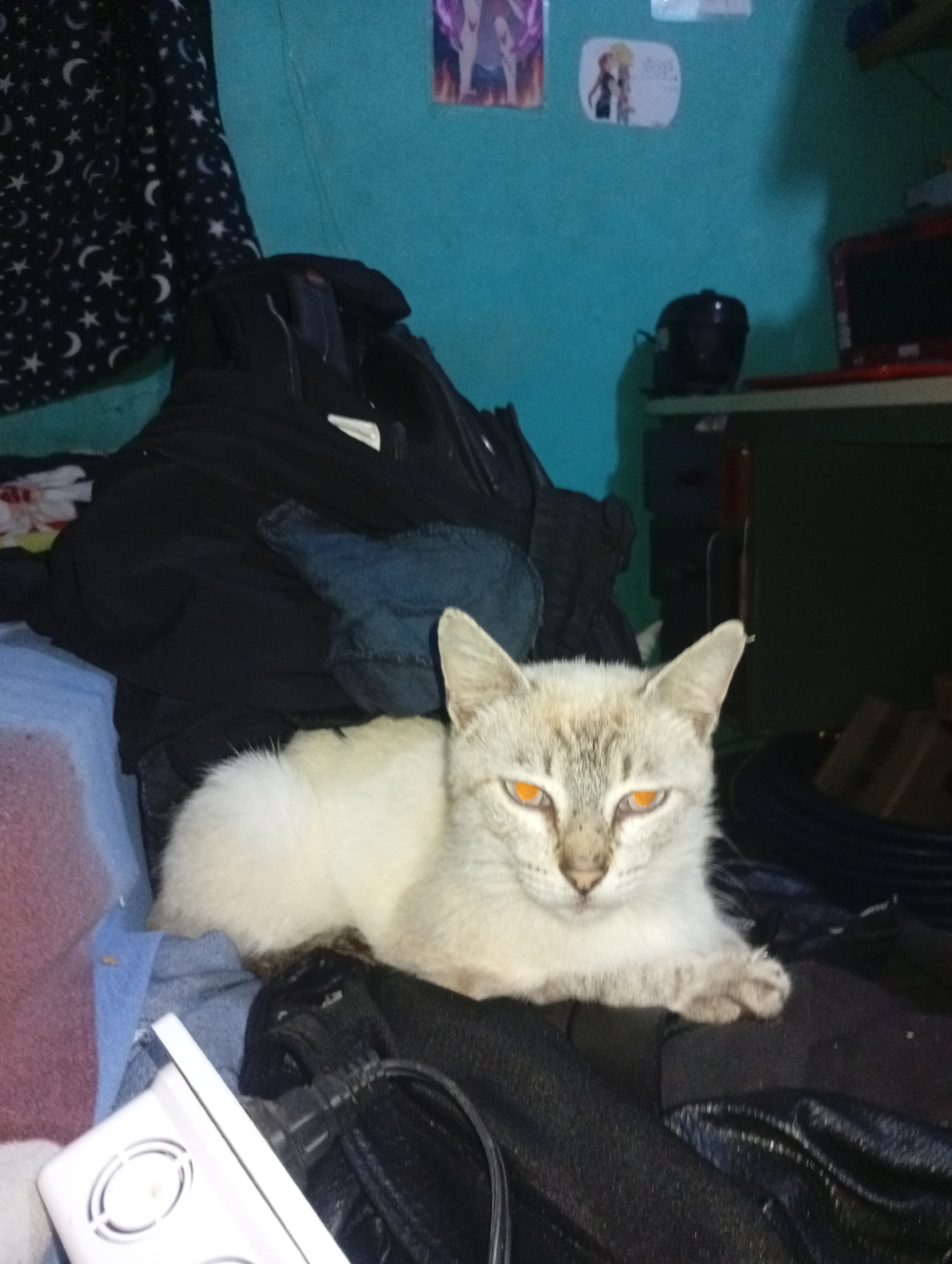 This image, taken in Altagracia, Venezuela, depicts a light-colored domestic cat lying on a pile of dark clothing. The cat, appearing to be a Lynx Point Siamese or similar breed with light fur and subtle tabby markings on its face and legs, is positioned centrally in the lower half of the frame, facing directly towards the camera. Its eyes exhibit a prominent red-eye effect, rendering them an intense orange hue.
The cat rests on an assemblage of dark garments, primarily a black jacket with visible zippers and pockets, and a piece of blue denim fabric. To the immediate left and slightly below the cat, a white power strip or surge protector with circular vents is partially visible.
The background consists of a cluttered interior room. The wall is painted a distinct turquoise or teal color. In the upper left corner, a dark fabric featuring a pattern of white stars and crescent moons hangs, possibly a curtain or blanket. Several small posters or prints, primarily depicting anime or cartoon characters, are affixed to the turquoise wall. On the right side of the frame, a dark-colored pot, possibly a rice cooker, is visible on a surface, with a dark-framed, red-trimmed monitor or television screen positioned further to the right. The overall impression is that of a lived-in, somewhat disorganized personal space. No human subjects are present in the image.