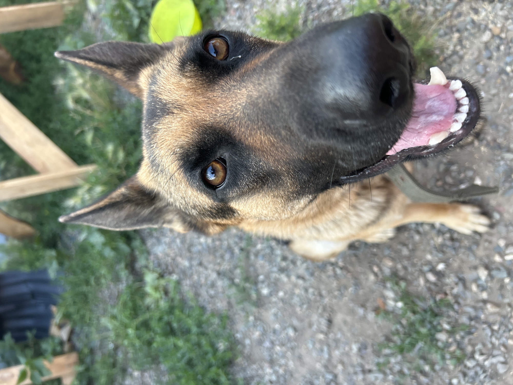 The image is a close-up, eye-level portrait of a German Shepherd dog in an outdoor, gravelly area with green foliage in the background. The dog is looking directly at the camera with its mouth slightly open, revealing its tongue and teeth. The dog's ears are erect, and its eyes are brown and alert. There is a yellow object, possibly a toy, visible in the upper right corner of the image. The background suggests a rural or backyard setting. No specific location within the city of Abakan, Russia, is identifiable from the image.