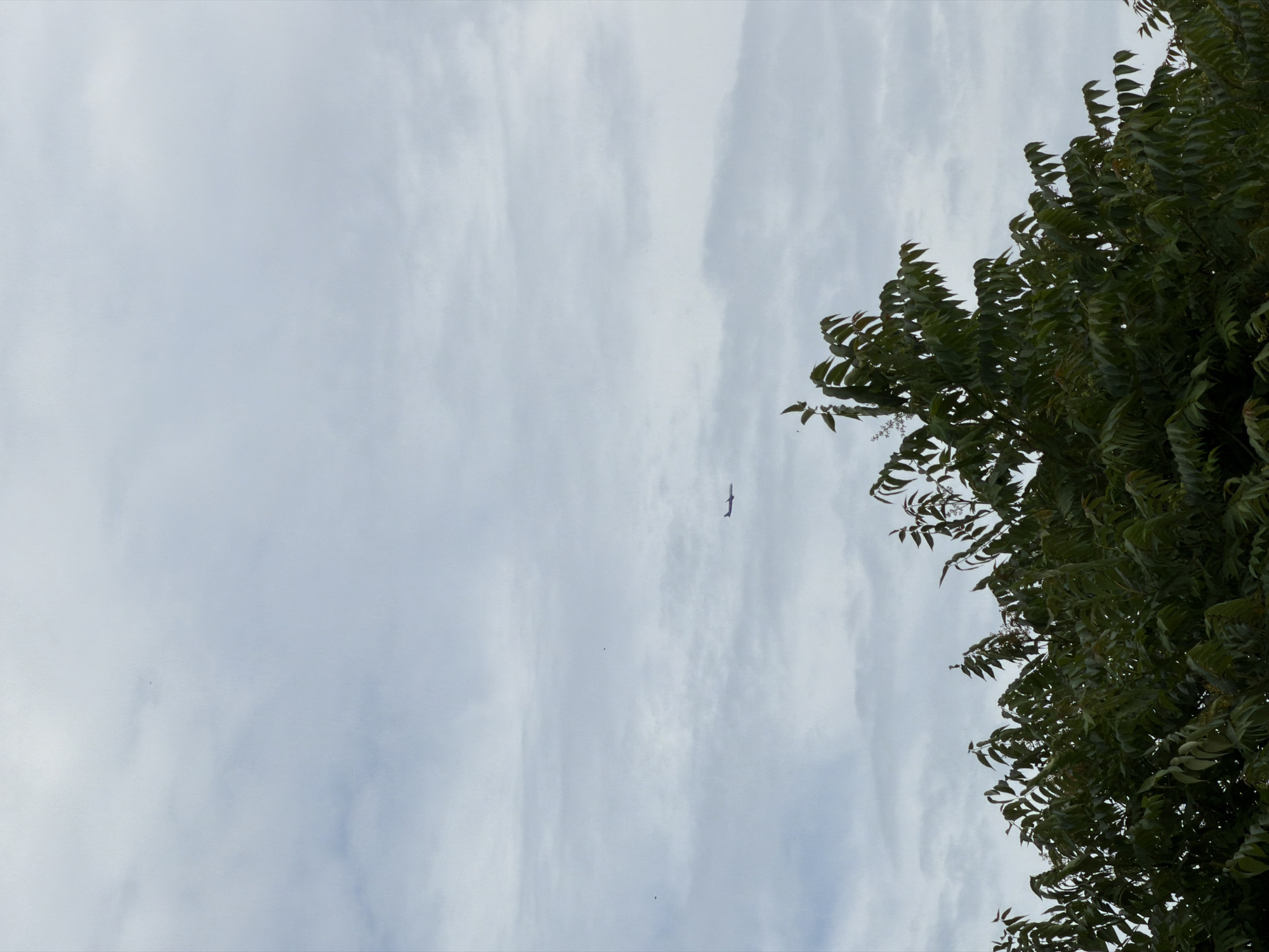 The image shows a view of the sky with clouds and a plane in flight, with the tops of a dark green tree in the foreground. The location is identified as Burgas, Bulgaria. The sky is overcast with layered clouds in shades of grey and white. A small, dark silhouette of an airplane is visible in the upper middle section of the image, flying horizontally. The tree in the foreground has dense foliage with pointed, dark green leaves. There are no people or other discernible objects in the scene. The overall impression is a natural scene captured on an overcast day.