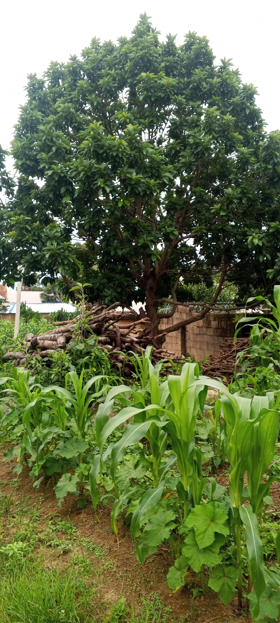 In Ohit, Nigeria, a scene unfolds with a large, leafy tree dominating the upper half of the frame. Beneath its canopy, a pile of dry, cut branches lies on the ground. To the left and front of the branches, a row of young corn stalks stands tall, interspersed with other green plants, including what appears to be okra plants with their distinctive palmate leaves. A brick structure is partially visible behind the woodpile. The ground is a mix of soil and sparse vegetation. The sky above is overcast.