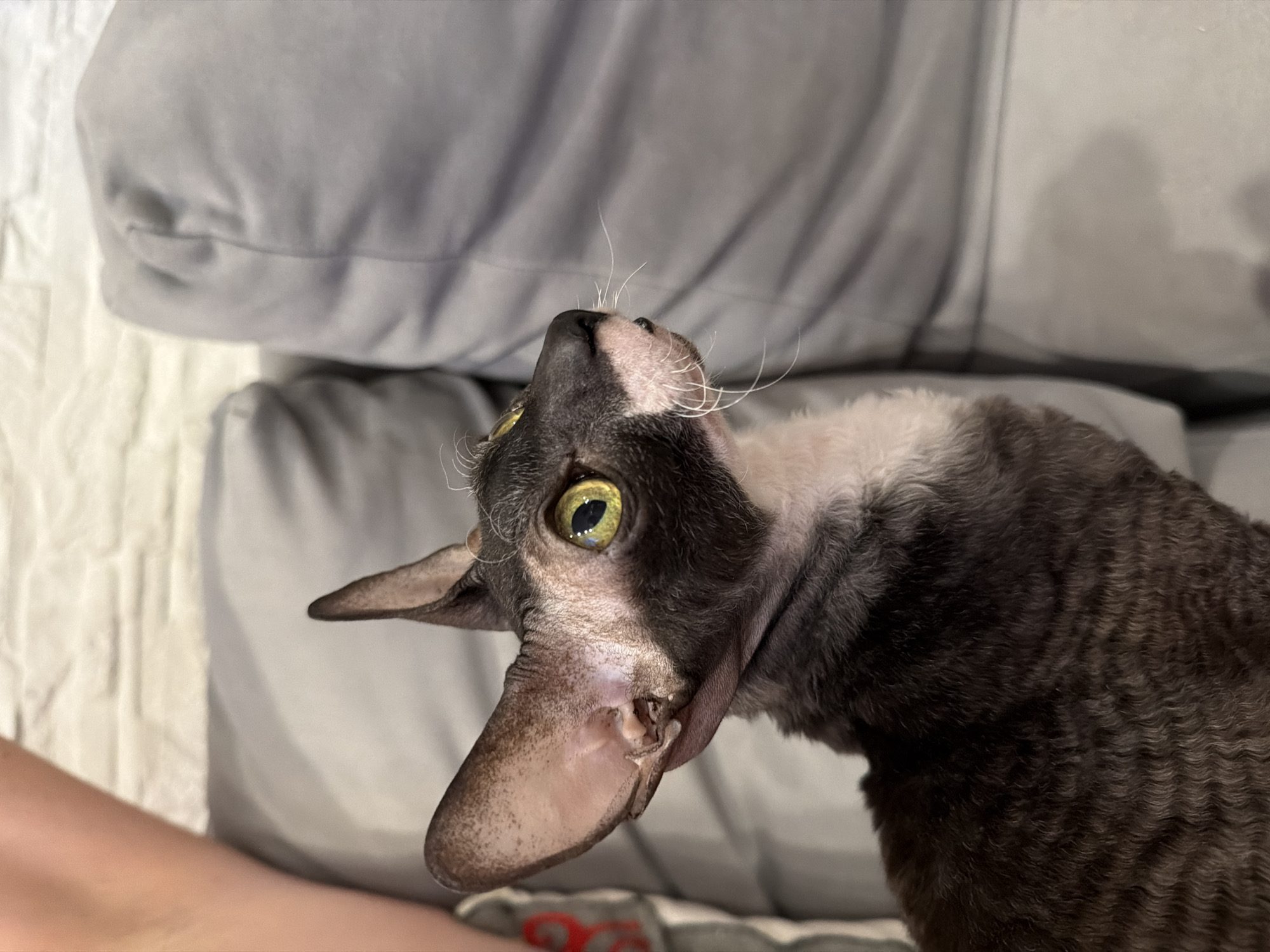 A close-up, eye-level shot shows a dark-colored Cornish Rex cat with large ears and bright yellow eyes, looking to the right. The cat is sitting on a gray sofa. The cat's fur appears to be curly and short. In the background, a portion of a person's arm and a white brick-patterned wall are visible. The scene is indoors. There is no information about the location in Yekaterinburg, Russia.