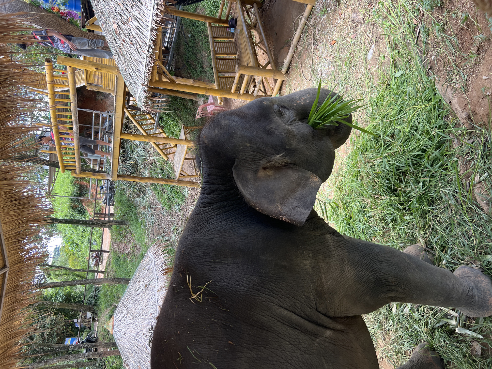 The image depicts an elephant in an outdoor environment, possibly an animal sanctuary or park, with a thatched-roof structure in the foreground and a multi-level bamboo structure in the background. The elephant is on the left side of the frame, with its head down and trunk extended, consuming a pile of green grass. The elephant's skin is dark and wrinkled, with some strands of grass visible on its back.
In the background, two young men are visible standing on the bamboo platform. One is on the left, appearing to speak on a mobile phone, while the other is on the right, looking downwards. There is a wooden fence separating the area where the elephant is from a dirt path. Beyond the path, trees and lush green vegetation are abundant, suggesting a tropical or sub-tropical setting. Various other structures, including thatched huts and bamboo benches, are scattered throughout the scene. The overall impression is of a casual, outdoor leisure or tourist setting in a natural environment. The location in Chalong, Thailand, is implied by the context provided.