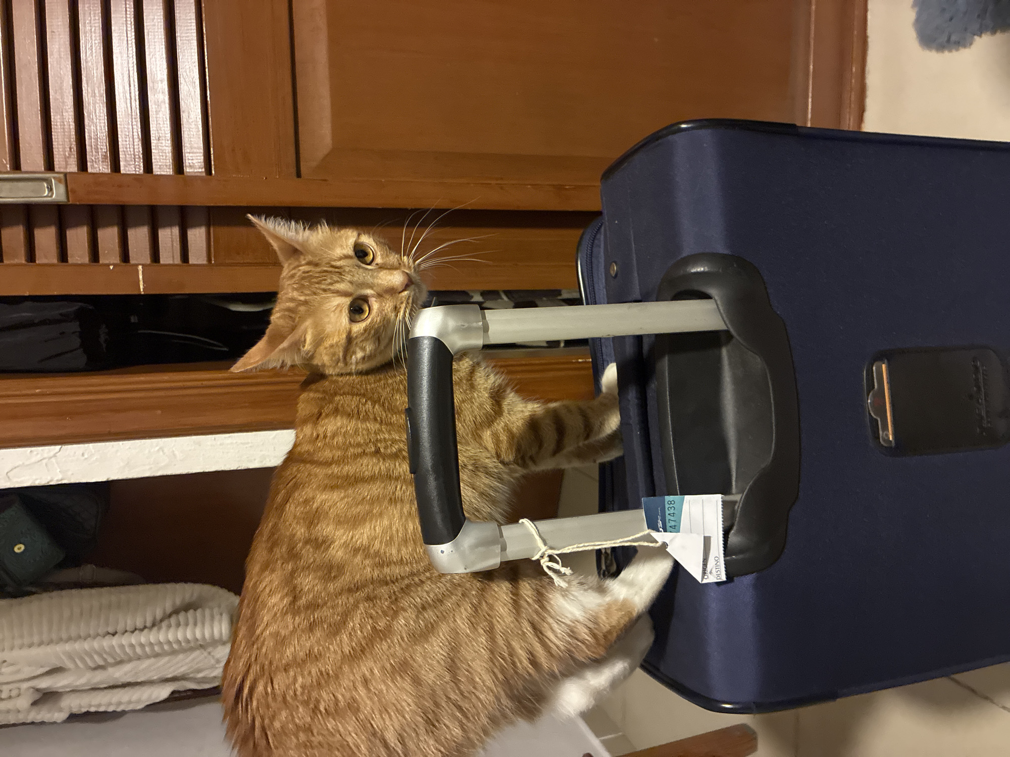 A medium, indoor shot depicts an orange tabby cat climbing on a navy blue suitcase with its front paws on the retractable handle. The cat is facing left with its head turned towards the camera, displaying visible whiskers and golden eyes. The suitcase is standing upright, with a luggage tag attached to the handle. The background consists of a wooden cabinet, and a shelf with folded white towels and a green object visible underneath. The location is likely inside a home. Given the location in Mexico City, it's reasonable to infer that the objects present within the image are contained within a residential setting in this city.
