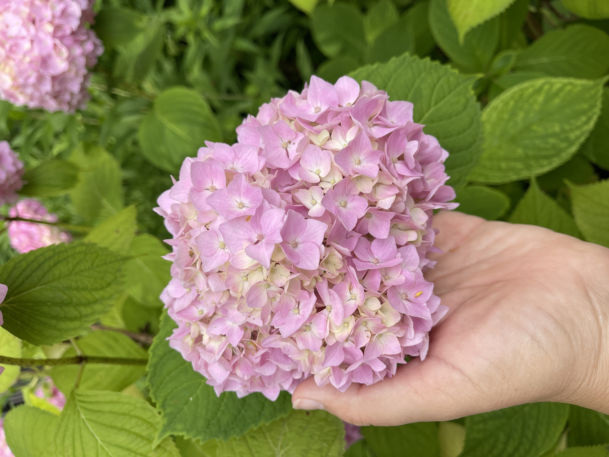 In Kaliningrad, Russia, a person's hand is gently holding a large cluster of pink hydrangeas, with large green leaves forming the background. The hydrangeas are tightly packed with many small, delicate petals, and some of the inner petals have a lighter, almost white hue. The hand is relaxed, with fingers slightly curved, supporting the weight of the flower head. The green leaves are lush and vibrant, indicating a healthy plant.