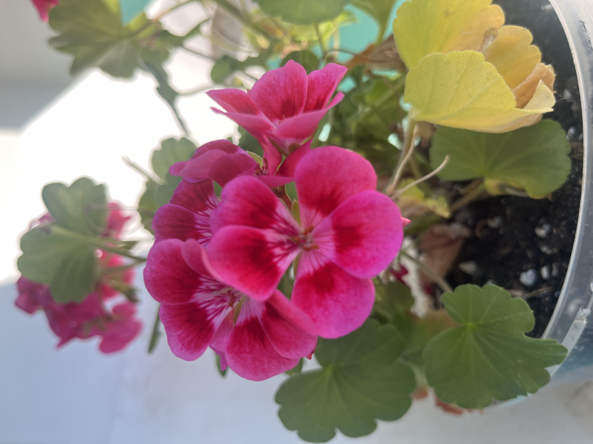 A close-up shot of bright pink geranium flowers with green leaves in a pot. The image is taken from a low angle, with the flowers and leaves filling the frame. The background is blurred, but appears to be a white surface with some sunlight. There are also some yellowing leaves visible on the right side of the image, indicating some parts of the plant may not be thriving. The pot is a clear plastic container with dark soil. The overall impression is one of natural beauty, though the yellowing leaves suggest a need for care. The image does not contain any people or actions. There is no specific information available about the location in the city of Pokrovnik, Bulgaria.
