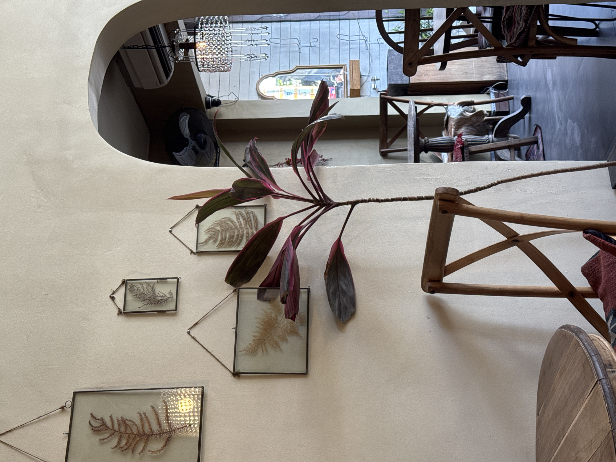 The image shows an interior scene with a focus on a wall adorned with framed plant specimens. The wall is painted a light beige color and features a series of framed botanical prints, arranged in a staggered, ascending pattern. A leafy plant with red-tinged leaves extends into the frame from the top, obscuring some of the prints.
In the background, visible through an arched opening, is another area of the interior. This area includes a chandelier, a mirror, and various furniture pieces, including chairs and possibly decorative items. The style of the furniture and decor suggests a vintage or eclectic aesthetic.
The location appears to be indoors, likely a home or a boutique, but the city is not discernible from the image. There are no people visible in the frame. The primary subjects are the plant specimens and the interior decoration, creating a blend of nature and design.