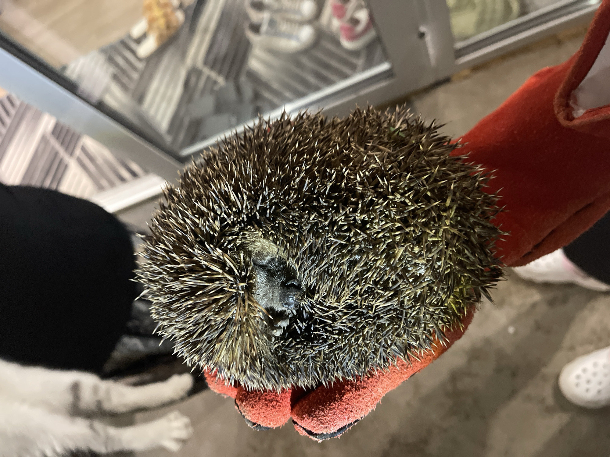 An individual wearing a red work glove holds a hedgehog that is curled into a defensive ball, revealing a small portion of its face. In the background is a blurry view of a glass window and part of a black and white dog. The location could be inferred to be in a home or an indoor space in Sofia, Bulgaria.