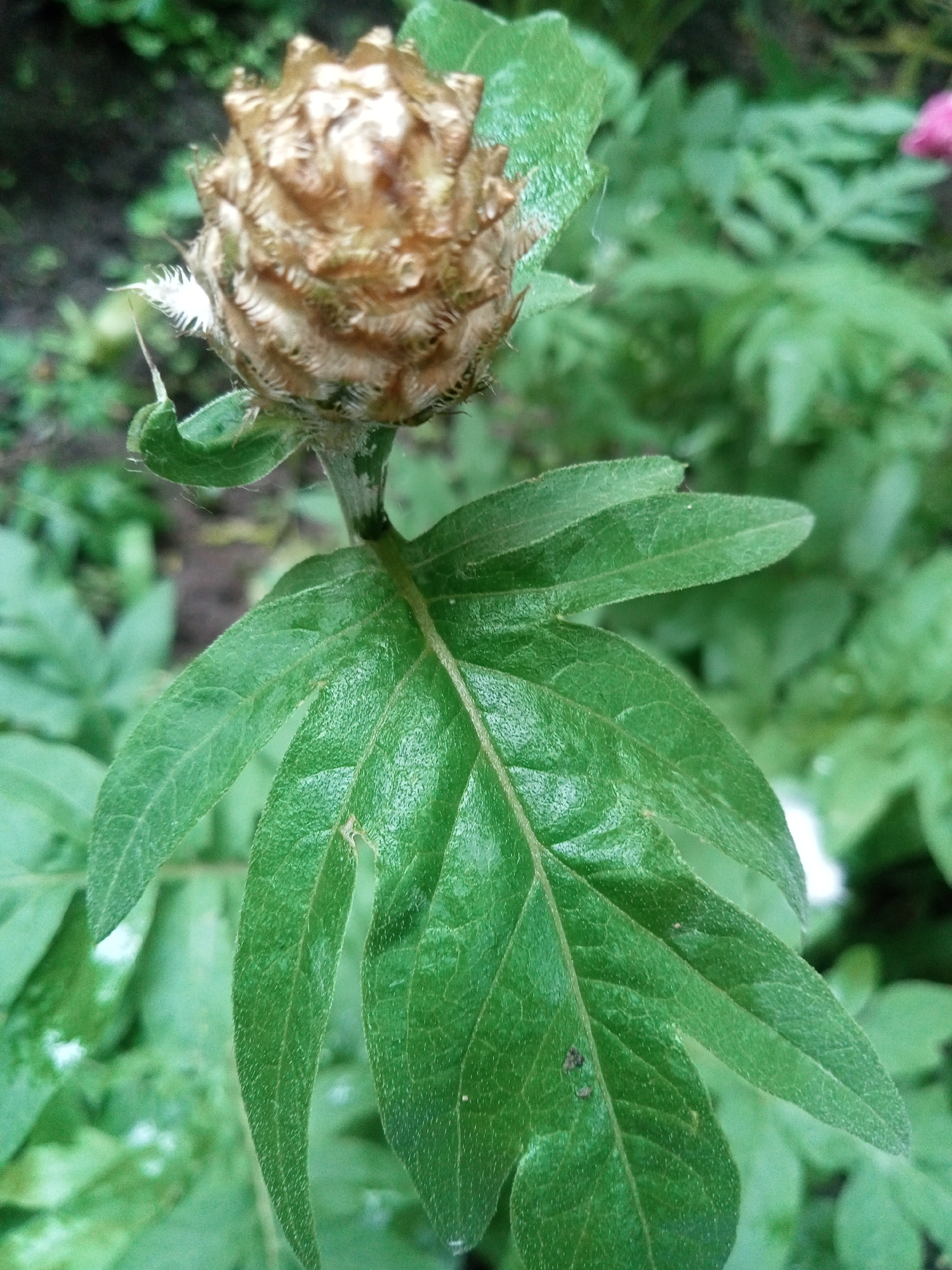 This image depicts a single plant stem with a prominent, unbloomed flower bud and a large, deeply lobed leaf, captured in the city of Unknown, Unknown. The central subject is an ovoid, light brown to tan flower bud, approximately 5-7 cm tall, characterized by overlapping, textured scales (phyllaries) that appear somewhat curled or ridged. White, bristly structures are visible at the base of the bud, extending from beneath the lowest scales. This bud is positioned atop a green stem. Directly below the bud, a large, dark green leaf is attached to the stem. The leaf is deeply dissected into multiple narrow lobes, with visible venation and a textured, slightly pubescent surface. Small, dark brown spots are present on the leaf surface. The immediate background consists of out-of-focus green foliage, suggesting an outdoor garden or natural setting. A faint pink blur, possibly another flower, is discernable in the upper right background. The lighting is diffused, indicating an overcast sky or shaded conditions. No human subjects are present.