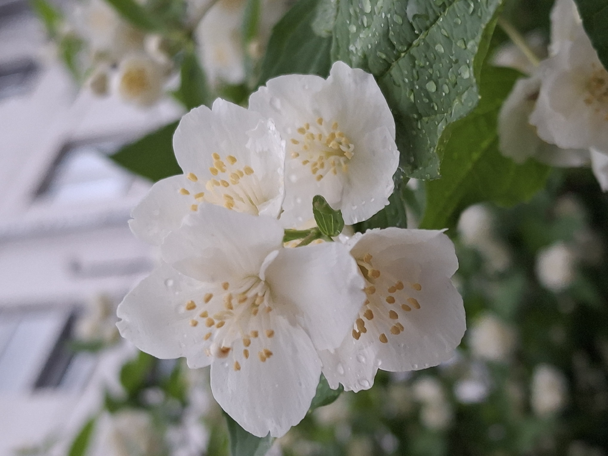 A close-up captures several white jasmine flowers with yellow stamen-like structures. Some petals have water droplets on them. Leaves with water droplets are also present in the frame. A blurred building is visible in the background, likely located in an urban setting within the city of Chaikovsky, Russia.