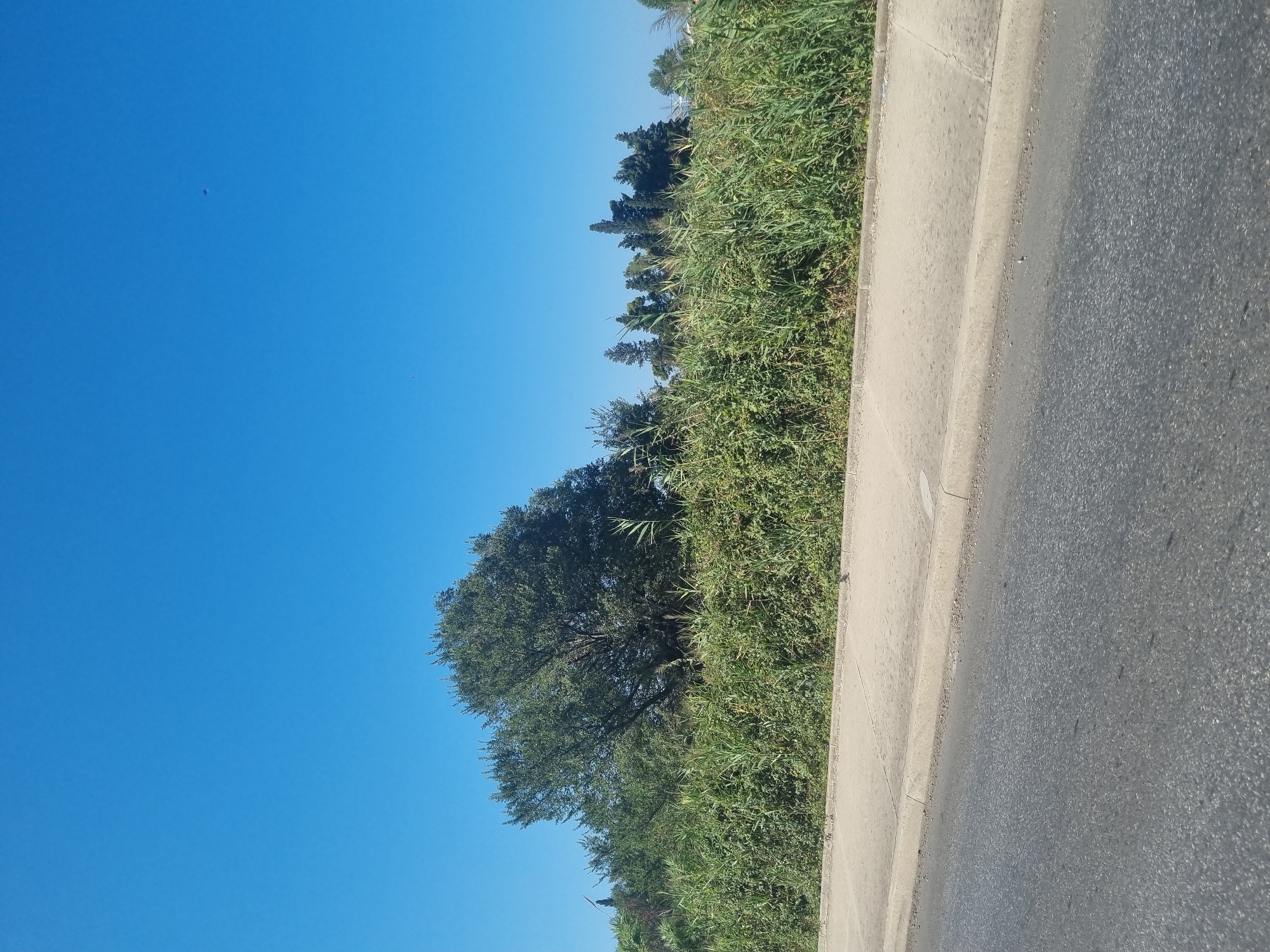 This image depicts a view of a roadside in the city of Bar, Montenegro. In the foreground, a gray asphalt road occupies the bottom portion of the frame. Adjacent to the road is a concrete sidewalk, separated by a curb. Beyond the sidewalk, a dense line of green vegetation, including tall grasses and shrubs, forms a natural barrier. Behind this green expanse, a large, leafy tree with a broad canopy stands prominently. Further back, a variety of evergreen trees, including some tall, conical ones, are visible against a clear, bright blue sky. The sky is vast and empty, with a few small dark specks that could be birds or insects high in the distance. The overall scene suggests a sunny day in an outdoor setting, likely on the outskirts or a less urbanized area of Bar, characterized by a transition from a paved road to a natural landscape.