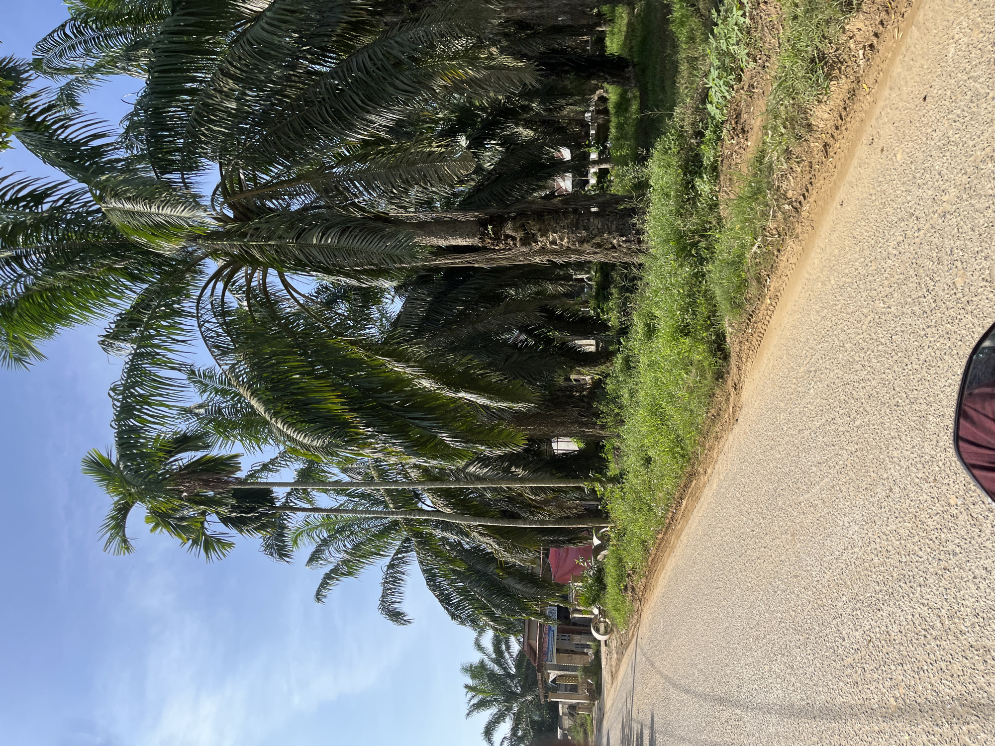 The image depicts a roadside scene in Durian, Indonesia. The dominant subjects are a line of tall palm trees with lush green fronds, casting shadows across a paved road. The road itself is a light-colored asphalt, appearing to be in good condition. To the left of the road, a dense growth of green grass and vegetation lines the edge, with some smaller plants interspersed. In the background, beyond the palm trees, glimpses of buildings with red roofs and light-colored walls can be seen, suggesting a residential or commercial area. A few signs with text are partially visible on the buildings, but the text is not legible. The sky is a clear, bright blue, indicating a sunny day. The image is taken from a low-angle perspective, likely from a vehicle, as suggested by the curved dark object in the lower right corner which could be part of a car's interior or exterior. The overall scene evokes a tropical, sunny atmosphere, likely during daylight hours. No specific activity or event is clearly taking place, and the scene appears to be a snapshot of a typical day.