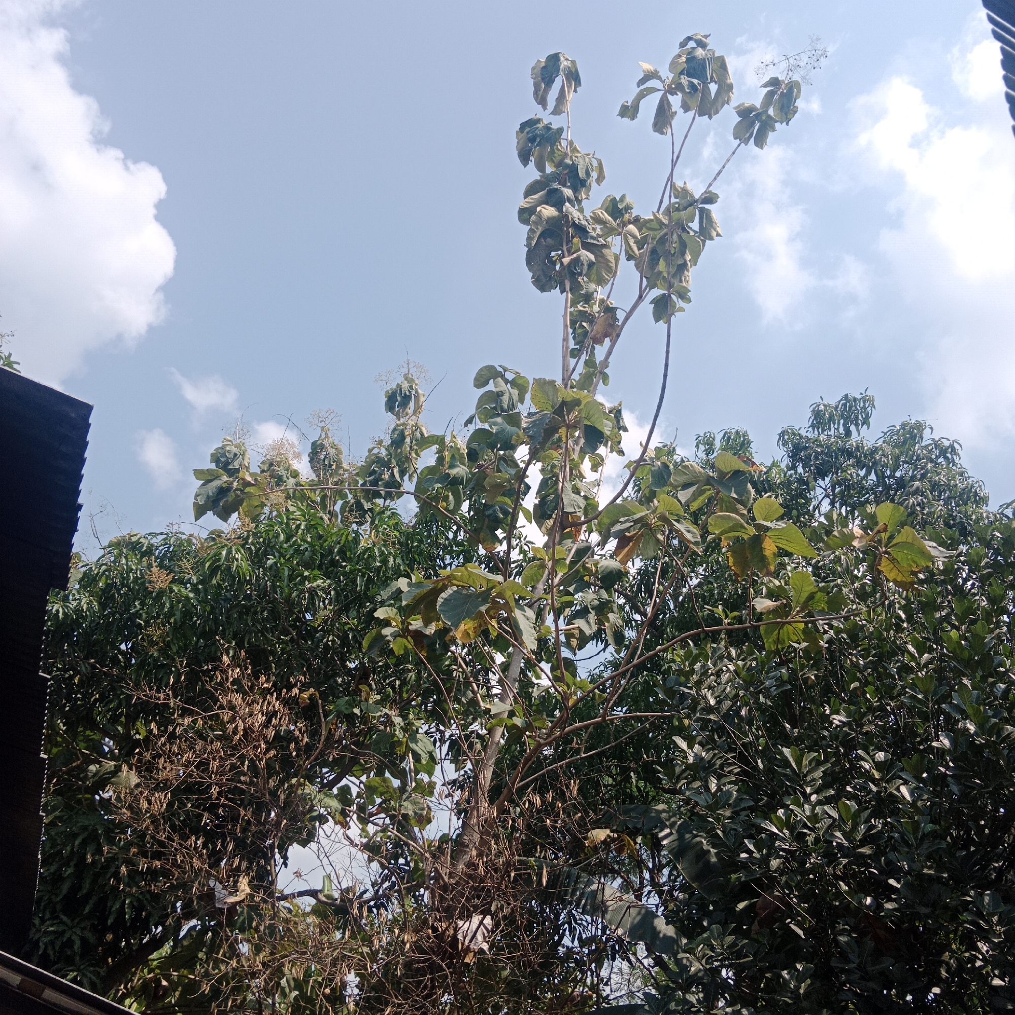 A low-angle shot shows a bright, clear blue sky with scattered white clouds above a dense canopy of green trees. In the foreground, a tall, slender tree with thin branches and large, leathery leaves stretches towards the sky. Some of its leaves appear dry and brown. To the left, the dark, corrugated metal roof of a building juts into the frame. Behind the foreground tree, other trees with lush, dark green foliage are visible. The overall scene suggests an outdoor environment, likely a residential area in Tegowanu Kulon, Indonesia, on a sunny day. No people are present in the image.
