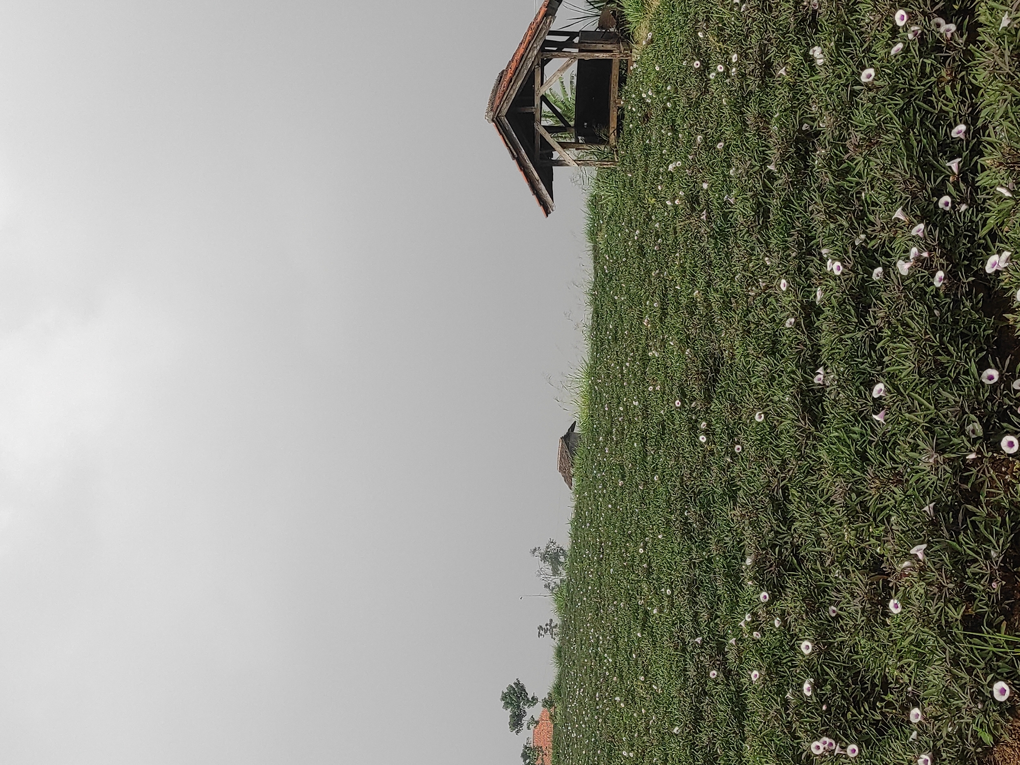 The image depicts a field of green plants with small white and purple flowers, possibly a sweet potato field, on a cloudy day. In the background, there is a small wooden shelter with a terracotta tile roof situated on a slight incline. Further in the distance, a few other buildings and trees are visible, suggesting a rural or semi-rural setting. The overall atmosphere is serene and natural, with the overcast sky creating a soft, diffused light. The location is identified as a field in Sumedang, Indonesia.