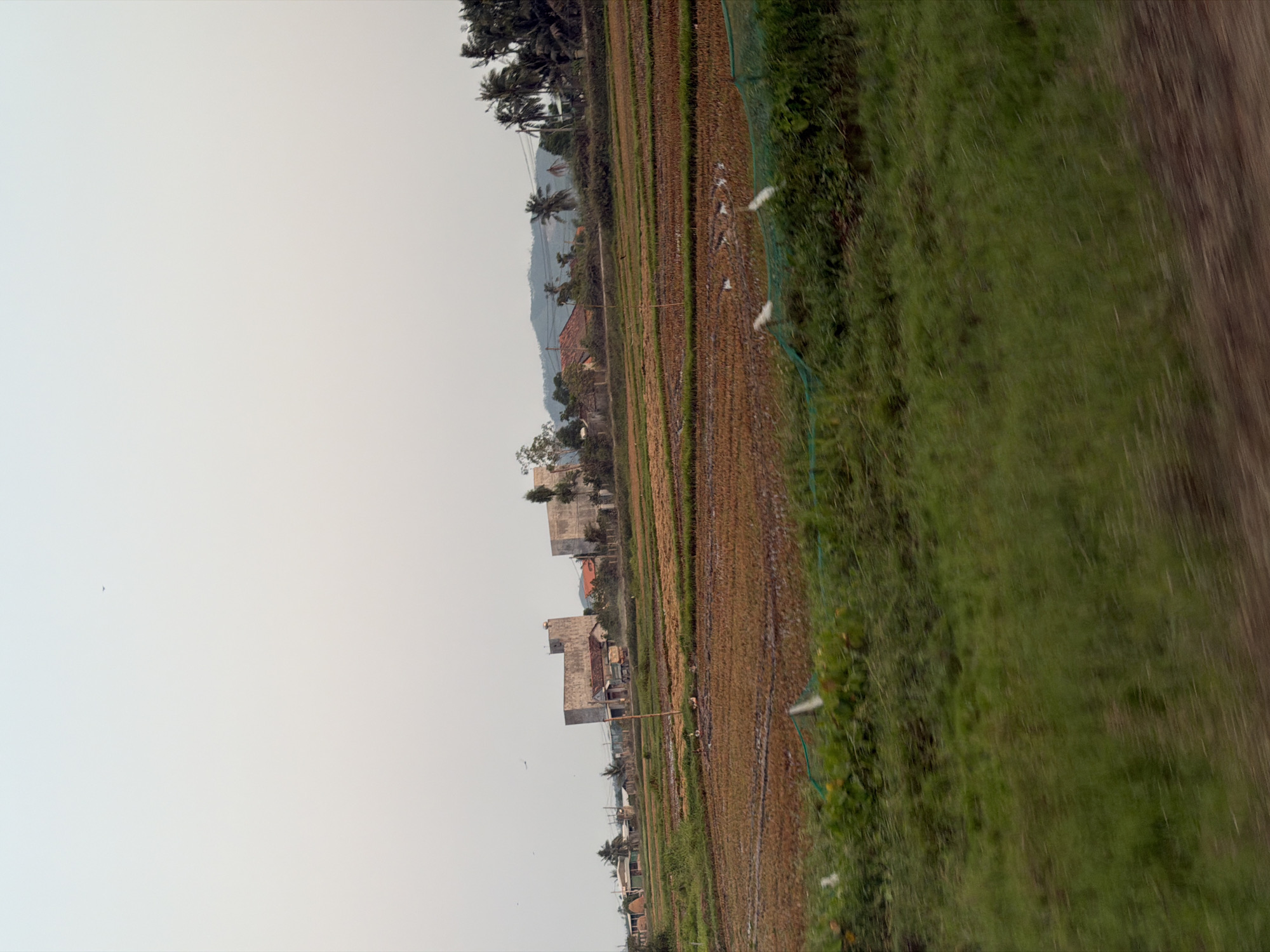 A landscape image shows a rural scene in Binh Hiep, Vietnam. The scene consists of rice paddy fields. In the background are dwellings, structures, and the sky. Green vegetation grows alongside the rice paddy fields. A tree line in the distance includes palm trees.