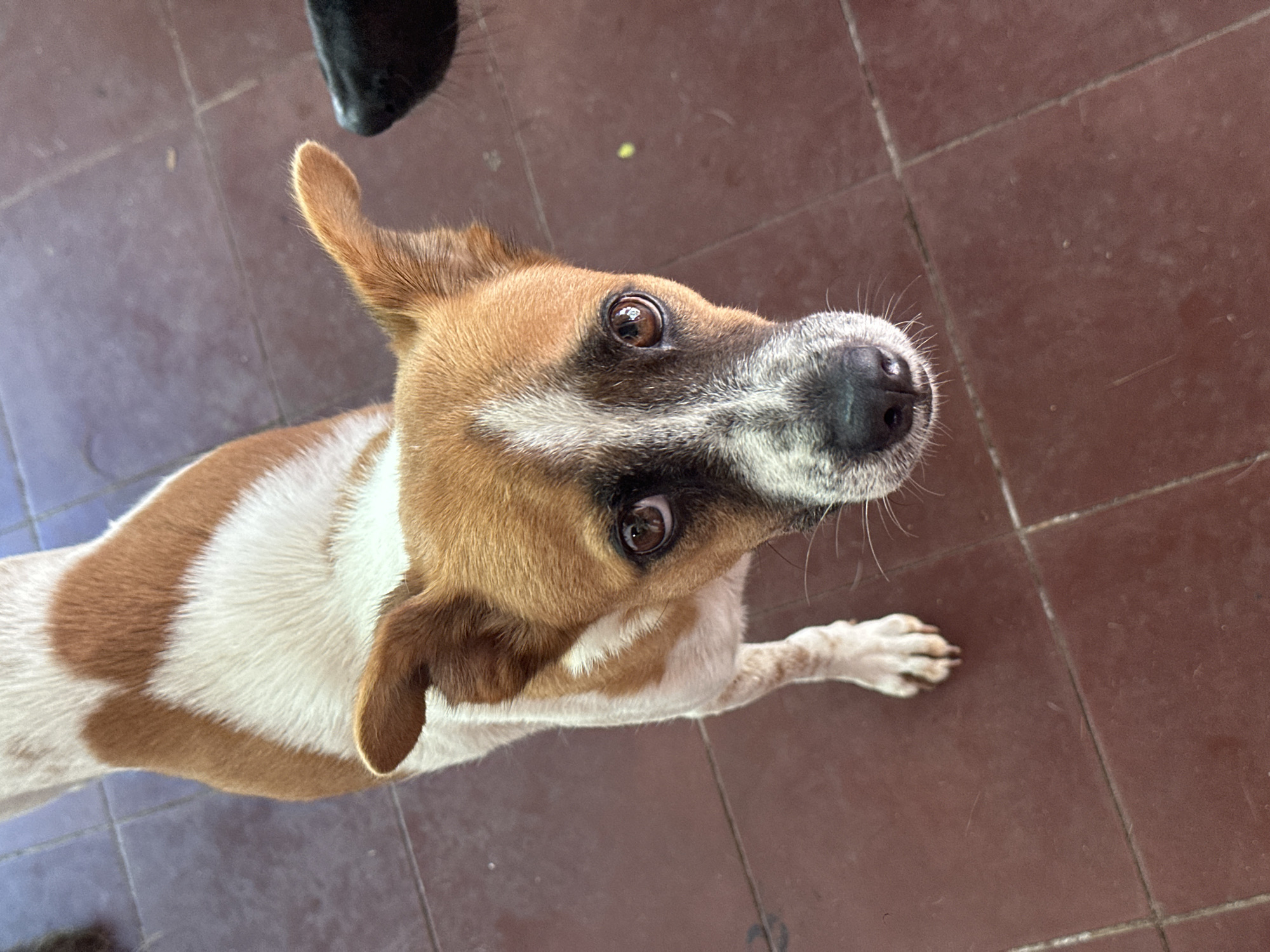 A medium shot, taken from a high angle, shows a small to medium-sized dog standing on a tiled floor. The dog has a white base coat with irregular patches of tan and brown, particularly on its back and head. Its ears are pointed and alert, and its eyes are brown and expressive, looking directly at the camera. The dog's nose is black and wet, and its whiskers are prominent. The floor is made of reddish-brown tiles, some of which appear worn. To the upper right, a portion of another dark-colored animal's snout is visible, suggesting another animal is present. The lighting is somewhat harsh, casting shadows. The scene appears to be outdoors, possibly in a courtyard or patio. There are no people visible. The dog's posture suggests it is attentive, perhaps waiting for attention or food. The overall impression is that of a candid shot of a domestic animal in a simple, everyday setting. This image is not definitively identifiable as being in Mũi Né, Vietnam, as there are no specific landmarks or contextual clues to confirm its location.