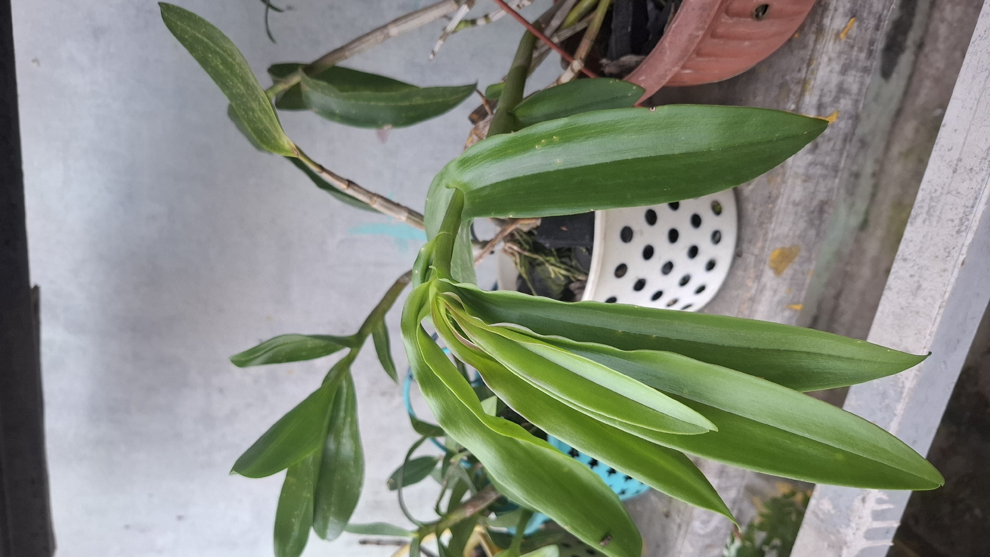 A close-up, eye-level shot shows several potted orchid plants on a wooden surface against a light grey, textured wall. The main orchid in the foreground has long, green, drooping leaves. To the left, another orchid in a blue woven pot is partially visible. Behind the main orchid, a white pot with black polka dots contains another orchid plant with dark potting material. A reddish-brown pot is visible to the right, also containing an orchid. The scene appears to be outdoors, possibly on a balcony or patio, given the presence of a railing in the lower portion of the frame. The lighting suggests it is daytime, with soft shadows indicating an overcast or shaded environment. This scene is located in Batam, Indonesia.