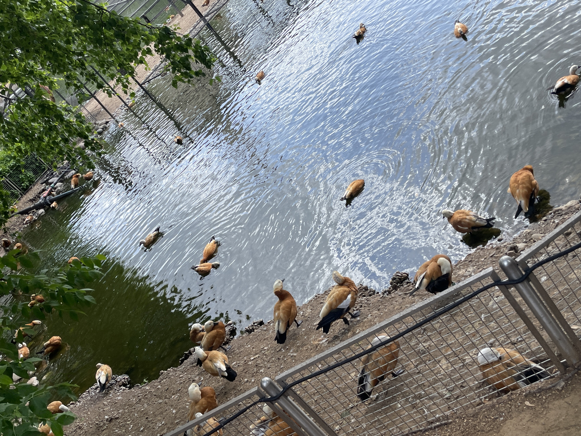 The image depicts a body of water with a flock of ruddy shelduck ducks at the Moscow Zoo in Moscow, Russia. The ducks are both in the water and on the bank. A metal fence runs along the edge of the bank. Trees are visible on the left side of the image. The water appears rippled.