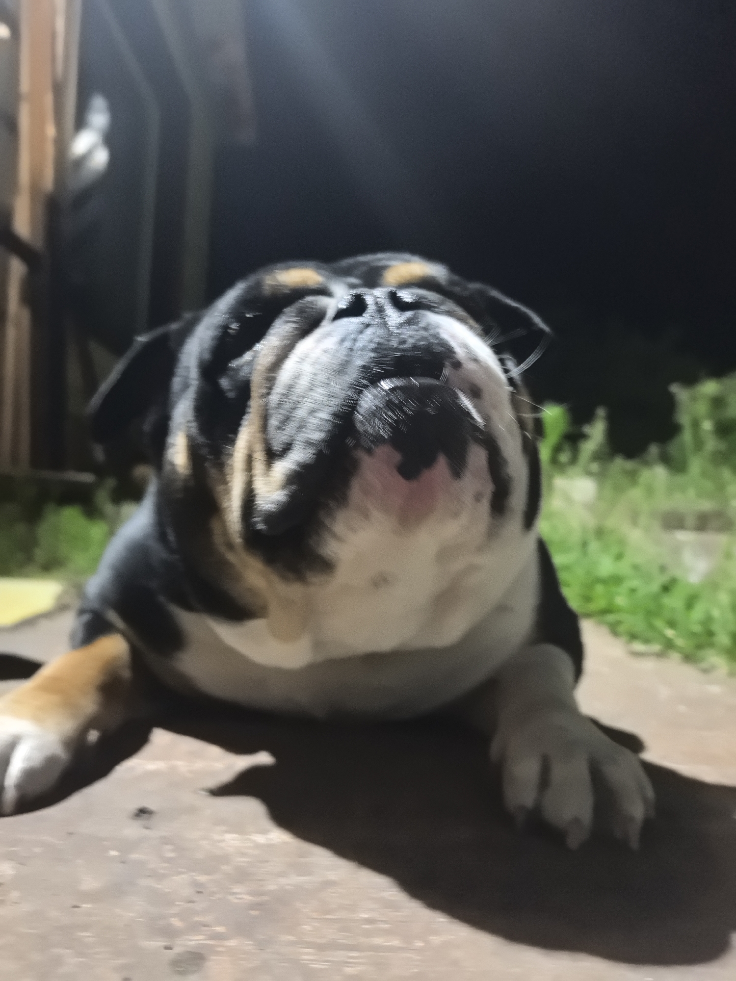 A close-up, low-angle shot captures an English Bulldog lying on a weathered, light-colored surface, likely concrete or wood. The dog has a black, white, and tan coat, with prominent wrinkles on its face and chest. Its paws are outstretched. The background is a mix of dark shadows and dimly lit foliage, possibly indicating a night setting. There is an indication of a structure behind the dog, suggesting it might be on a porch or patio.
Based on the prompt, the location is described as Noviy, Russia; however, nothing within the scene supports this geographic determination.