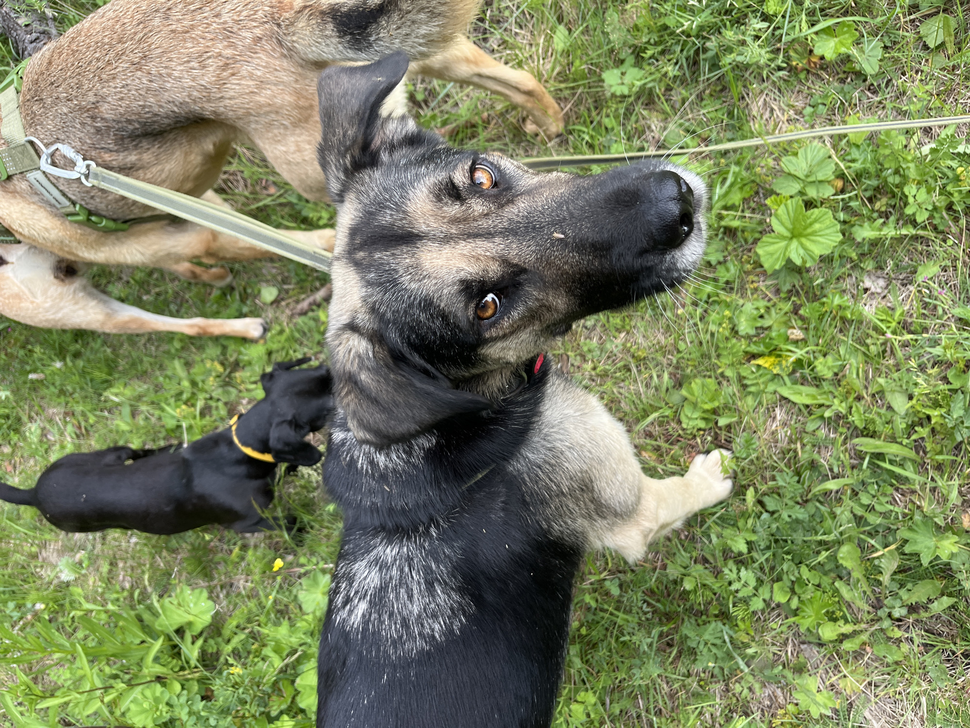 A close-up, overhead shot shows three dogs in a grassy, outdoor area. In the foreground, a large German Shepherd-mix dog with black, gray, and tan fur looks directly at the camera. Its head and upper body fill much of the frame. Behind and to the right of this dog, a tan dog wearing a green harness and leash is partially visible. To the left and further back, a small black dog with a yellow collar is walking away from the camera. The ground is covered in green grass and some small yellow flowers. The lighting suggests it is daytime. The location is Nizhny Tagil, Russia.