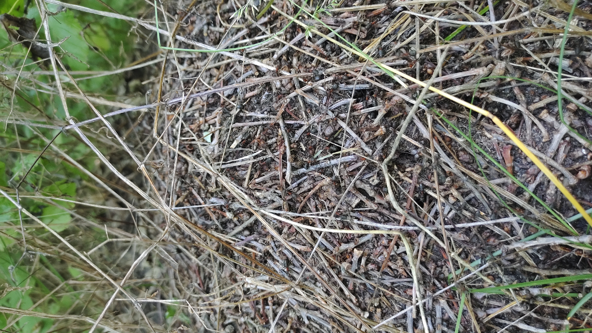 A close-up, high-angle shot captures an anthill constructed primarily from dried grass and twigs. Numerous ants are visible on the surface of the anthill, engaged in various activities. The background consists of out-of-focus green foliage, suggesting an outdoor, natural setting. There is no indication of the location being in Mikhaylovka, Russia, or any specific city.