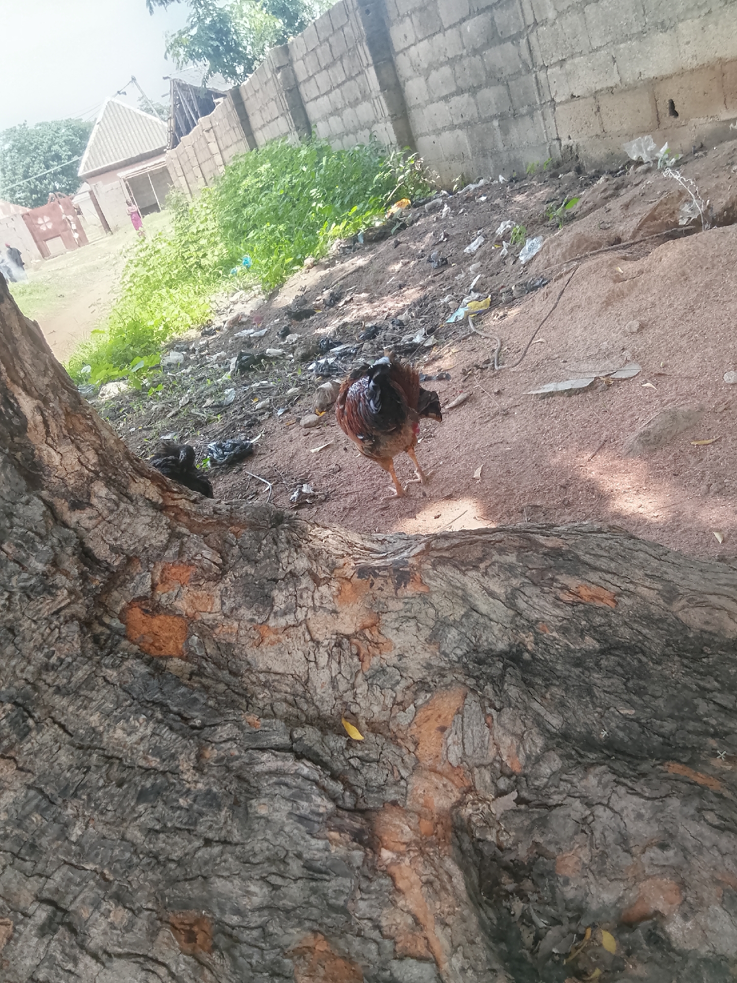 In Jalingo, Nigeria, a chicken stands on a dirt path beside a large tree trunk. The chicken, with brown and black feathers, faces right. Behind it, more chickens are partially visible near the base of the tree and in the grass. The environment is littered with trash, including plastic bags and debris, with a brick wall and buildings in the background. The ground is sandy and uneven, with some sparse vegetation growing.