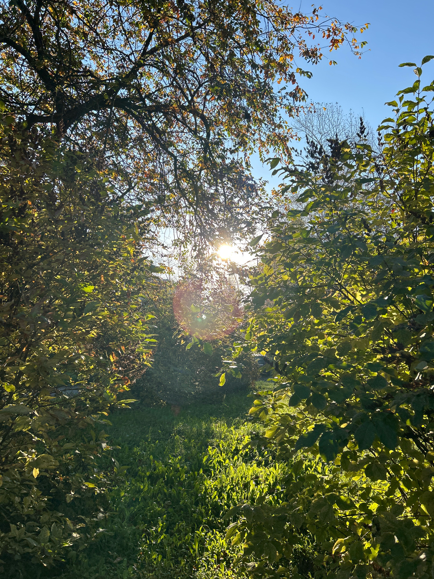 The image depicts an outdoor scene, likely a park or a garden, bathed in sunlight. The sun is visible through the leaves of trees, creating a lens flare effect. The foliage is predominantly green, with some hints of autumnal colors on the leaves of the larger tree in the upper portion of the frame. The ground is covered with green grass and other low-lying vegetation. The sky is a clear, bright blue. The scene suggests a tranquil, natural setting. There are no people or specific man-made structures visible, though the presence of a cultivated area is implied by the neatness of the grass. The image appears to have been taken during the daytime, with the sun casting long shadows. The overall impression is one of a pleasant, sunny day in a verdant environment. Without further information or context, it is not possible to definitively ascertain the specific location within the city of Tomsk, Russia, as the scene is generic enough to be found in many similar natural settings.