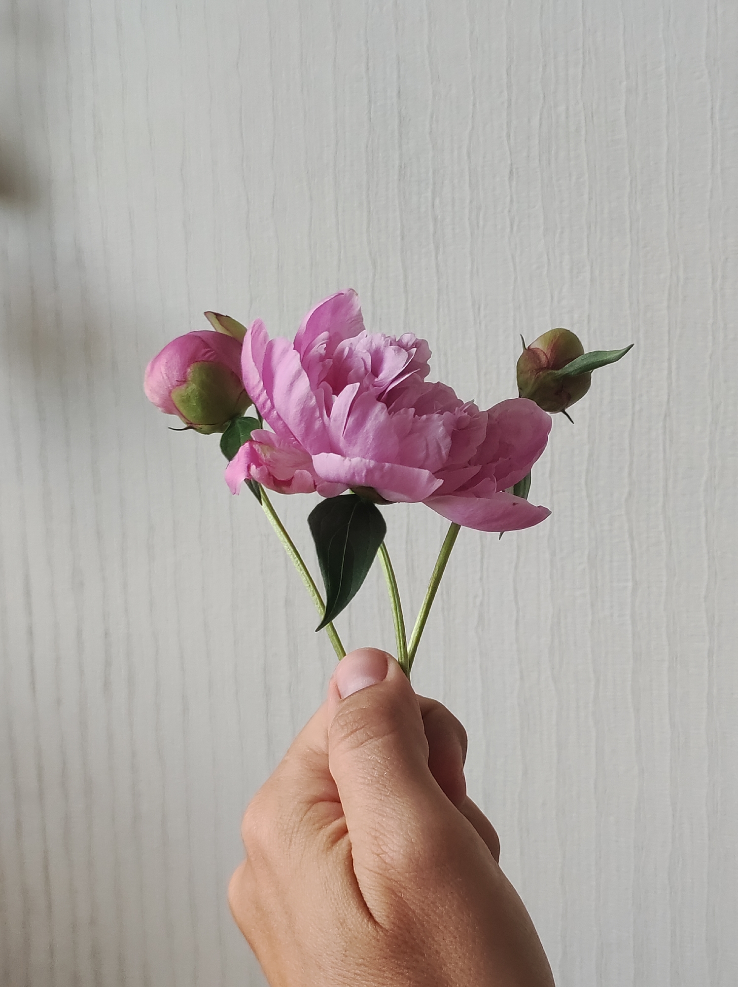A hand is holding a bouquet of three peonies, one fully bloomed and two in bud, against a light-colored, textured wall. The peonies are a vibrant pink color. The hand is holding the stems of the flowers. The background wall has a vertical striped pattern.