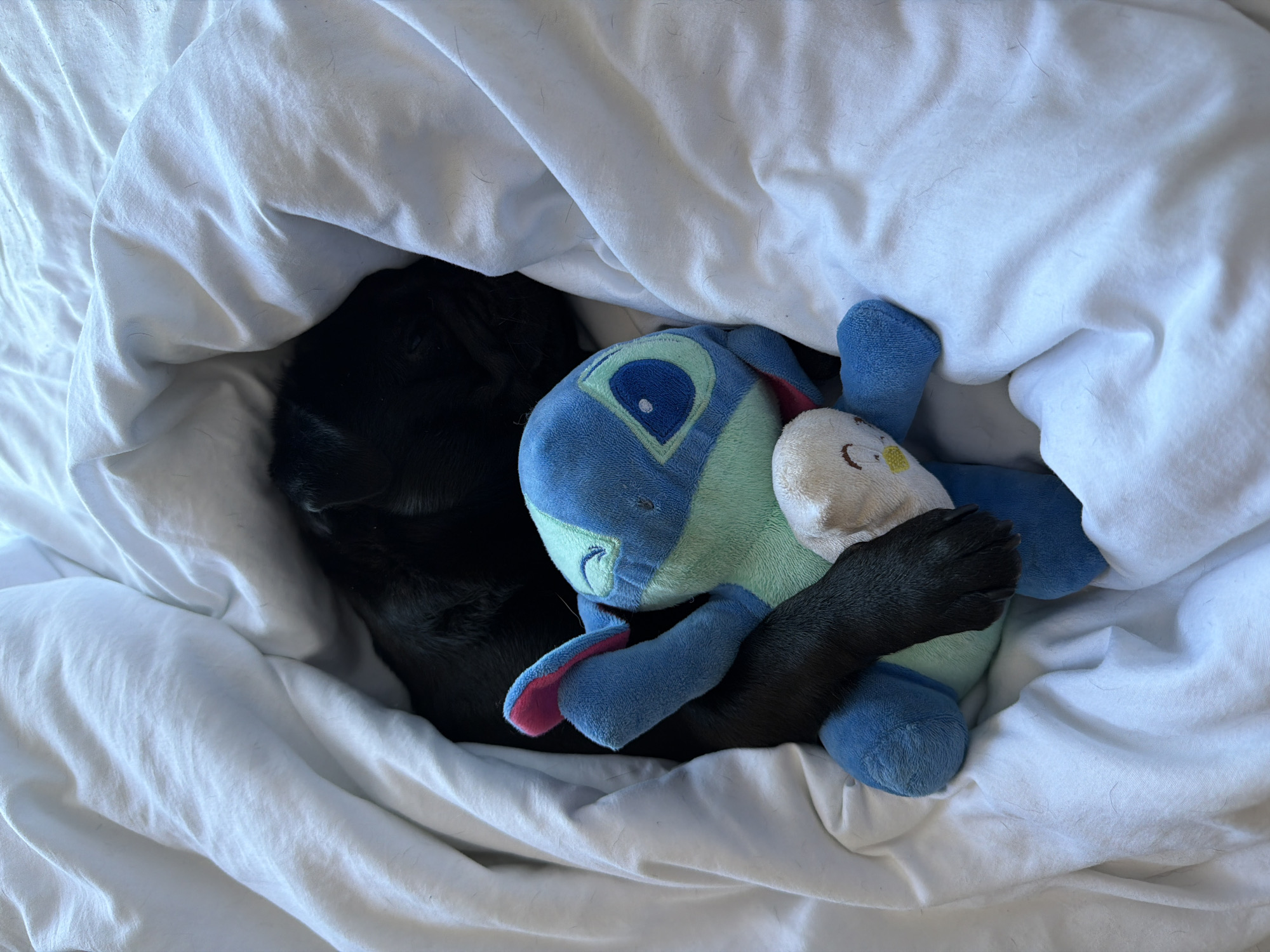 A black dog is nestled under a white duvet, sleeping soundly with a blue and green plush toy. The dog's head is tucked away, but its paw is draped over the toy, holding it close. The plush toy appears to be a character, possibly from a cartoon, with large blue eyes and a light green body. A small, light-colored stuffed creature is also clutched by the dog. The scene is likely indoors, given the duvet and plush toy. The lighting suggests it might be daytime, as there are no artificial light sources visible. The overall impression is one of comfort and peace.
