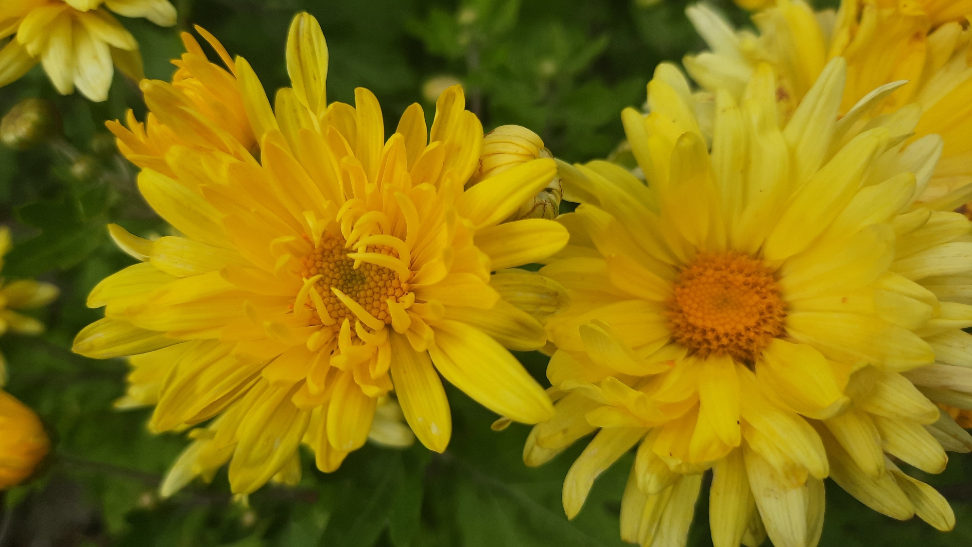 The image displays a close-up view of two yellow chrysanthemum flowers. The flowers are the primary subjects, with their petals and central parts clearly visible. The background consists of blurred green foliage, suggesting an outdoor garden setting. There are no people or actions depicted in the image. The photograph is taken from a top-down perspective, focusing on the blooms. The location of this scene in Shklov, Belarus is not discernable from the visual information provided.