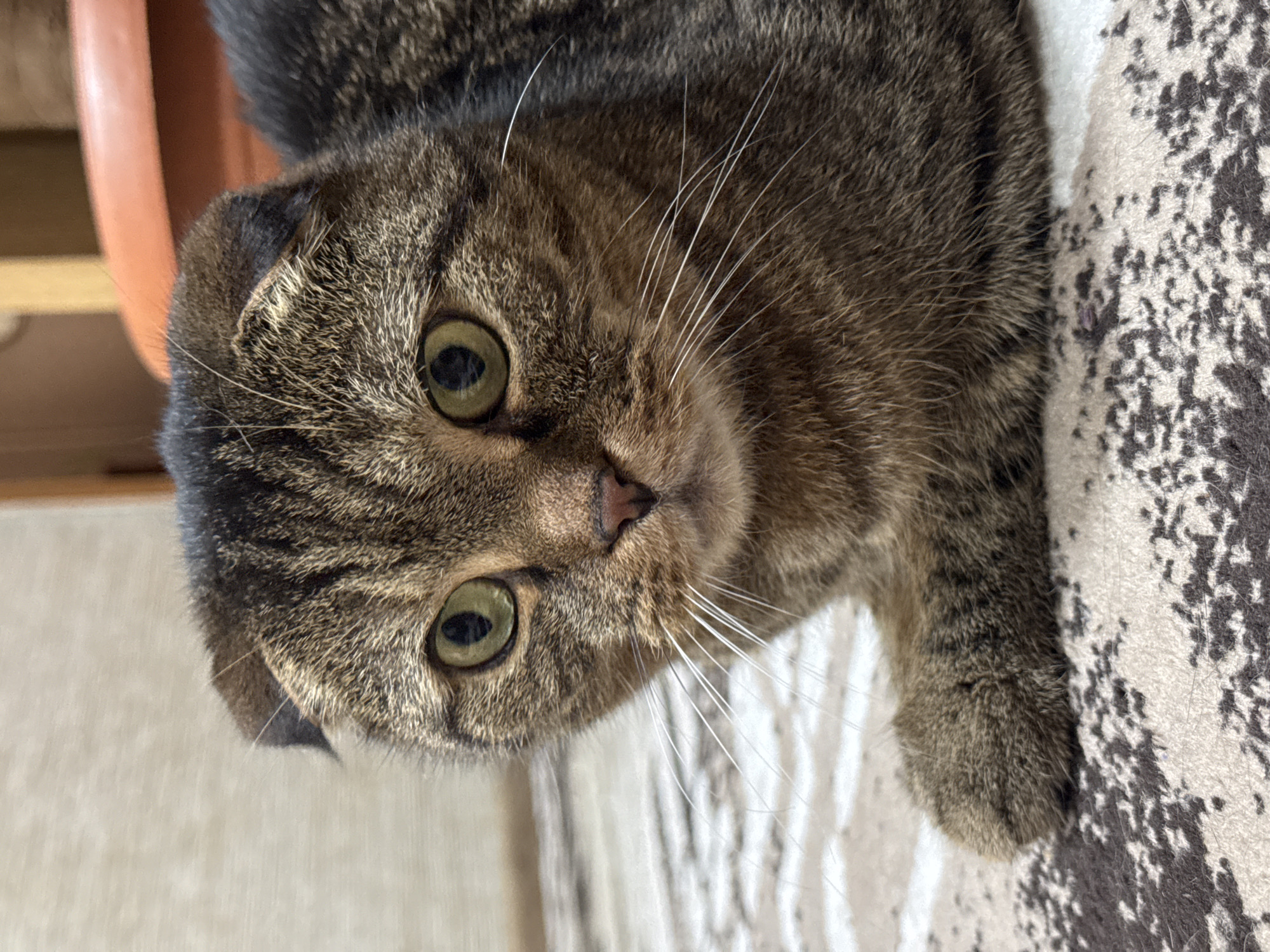 A brown tabby Scottish Fold cat is lying on a patterned beige and brown carpet. The cat is looking directly at the camera with large, green eyes. The cat's ears are folded forward, characteristic of the breed. White whiskers are visible. A peach-colored object is partially visible in the upper left corner, possibly a pot.
There is no information available to identify the location of the city of Chaikovsky, Russia.