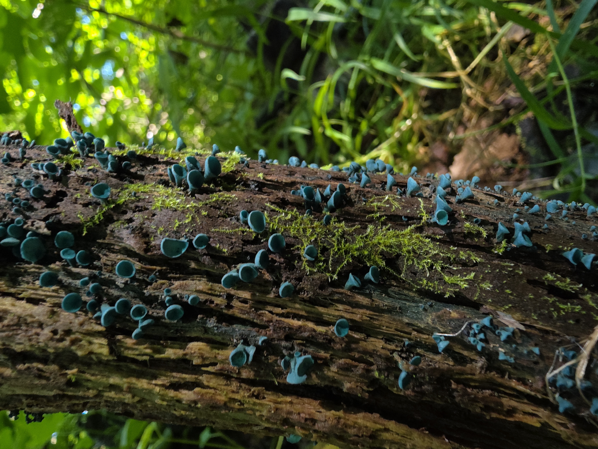 The image is a close-up, eye-level shot of a moss-covered, dead tree trunk in a forest. The tree trunk is dark brown and deeply grooved. It is covered in small, vibrant turquoise cup-shaped fungi that resemble tiny ears or bells. Patches of bright green moss are also visible on the trunk, interspersed with the fungi. The background is a blur of green foliage, suggesting a wooded environment. Sunlight filters through the leaves, creating bright, bokeh-like circles of light in the upper right portion of the image. No people are visible in the scene. The location is identified as Krasnogorskoye, Russia, implying a natural setting within or near this area.
