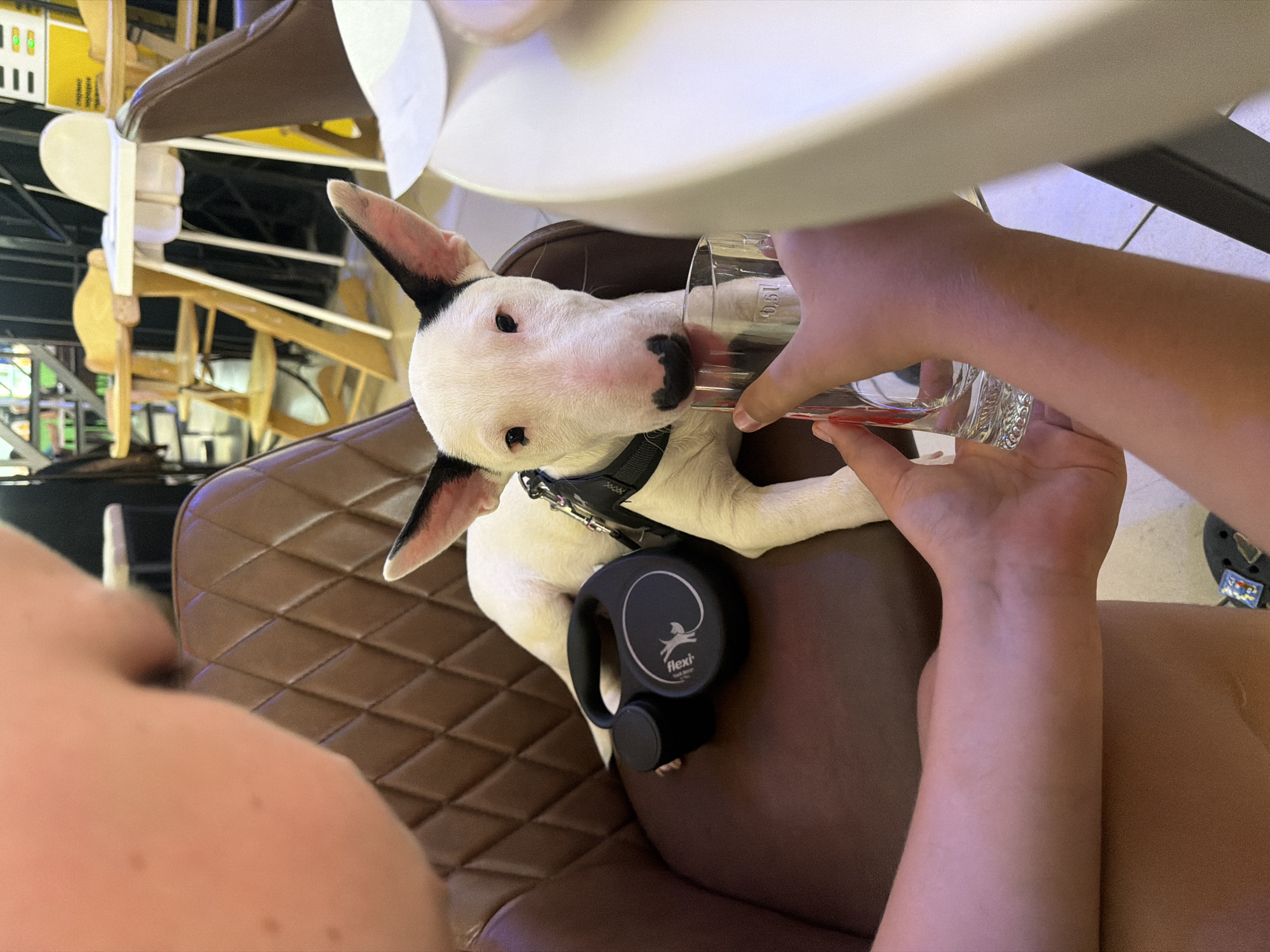 The image shows a bull terrier puppy drinking from a glass. The puppy is white with black markings on its ears and nose. It is wearing a black collar with a retractable leash attached. The puppy is lying on a brown quilted chair. Two people's arms are visible, one holding the glass and the other resting on the chair. A white table is partially visible in the foreground. The background is blurred but appears to be an indoor setting with wooden structures and some lighting. The image is taken from a high angle, looking down at the puppy. The time of day and weather are not discernible. The location is Novosibirsk, Russia. There is no visible text in the image except for the "flexi" logo on the leash.