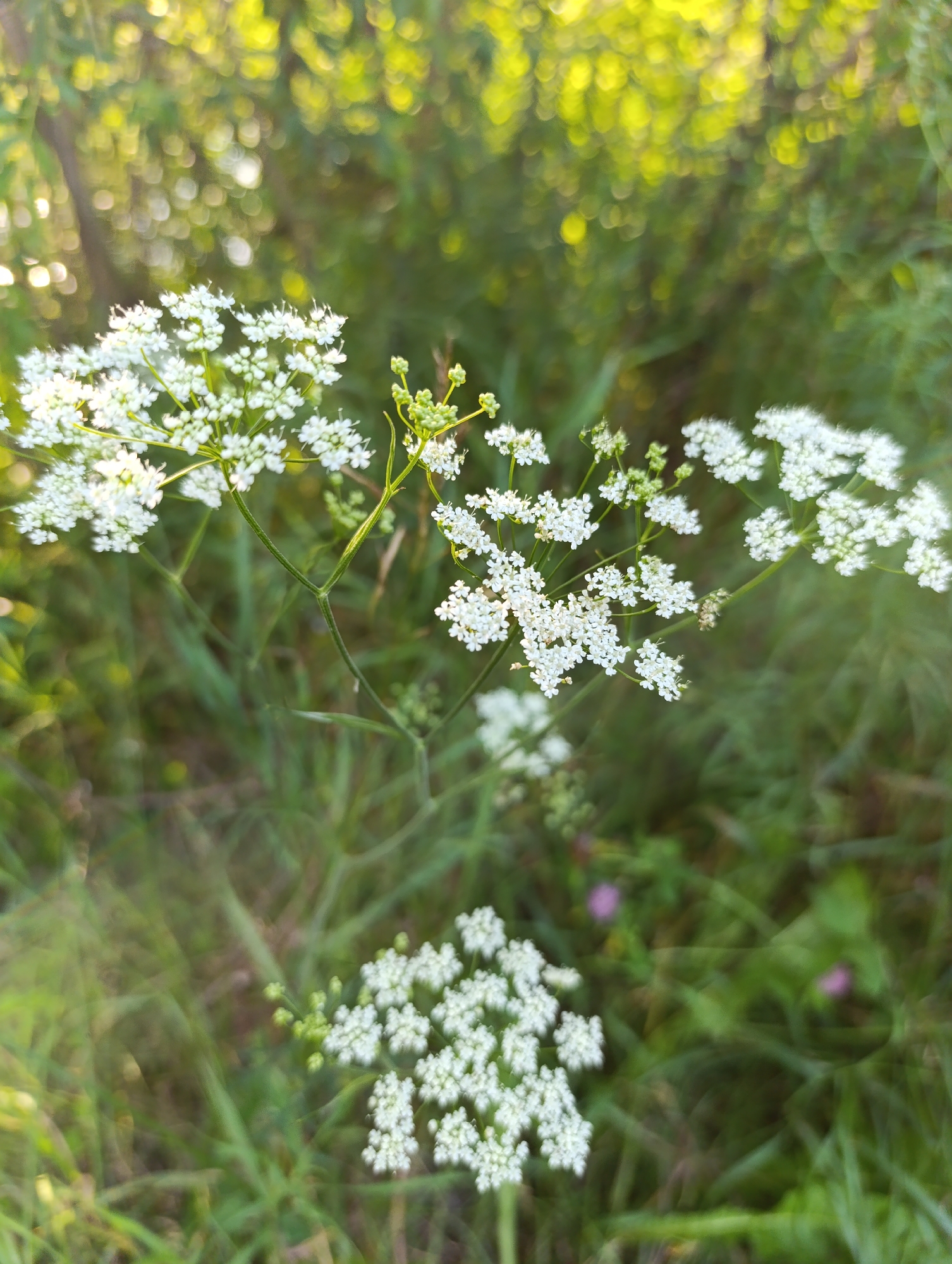 In Мехонское, Russia, this image captures a close-up of delicate white wildflowers. The flowers are arranged in clusters atop thin green stems, with many small, intricately formed blossoms. The background is softly blurred, showcasing a dappled sunlight effect filtering through lush green foliage. The overall impression is one of natural beauty in an outdoor, possibly rural or park-like setting.