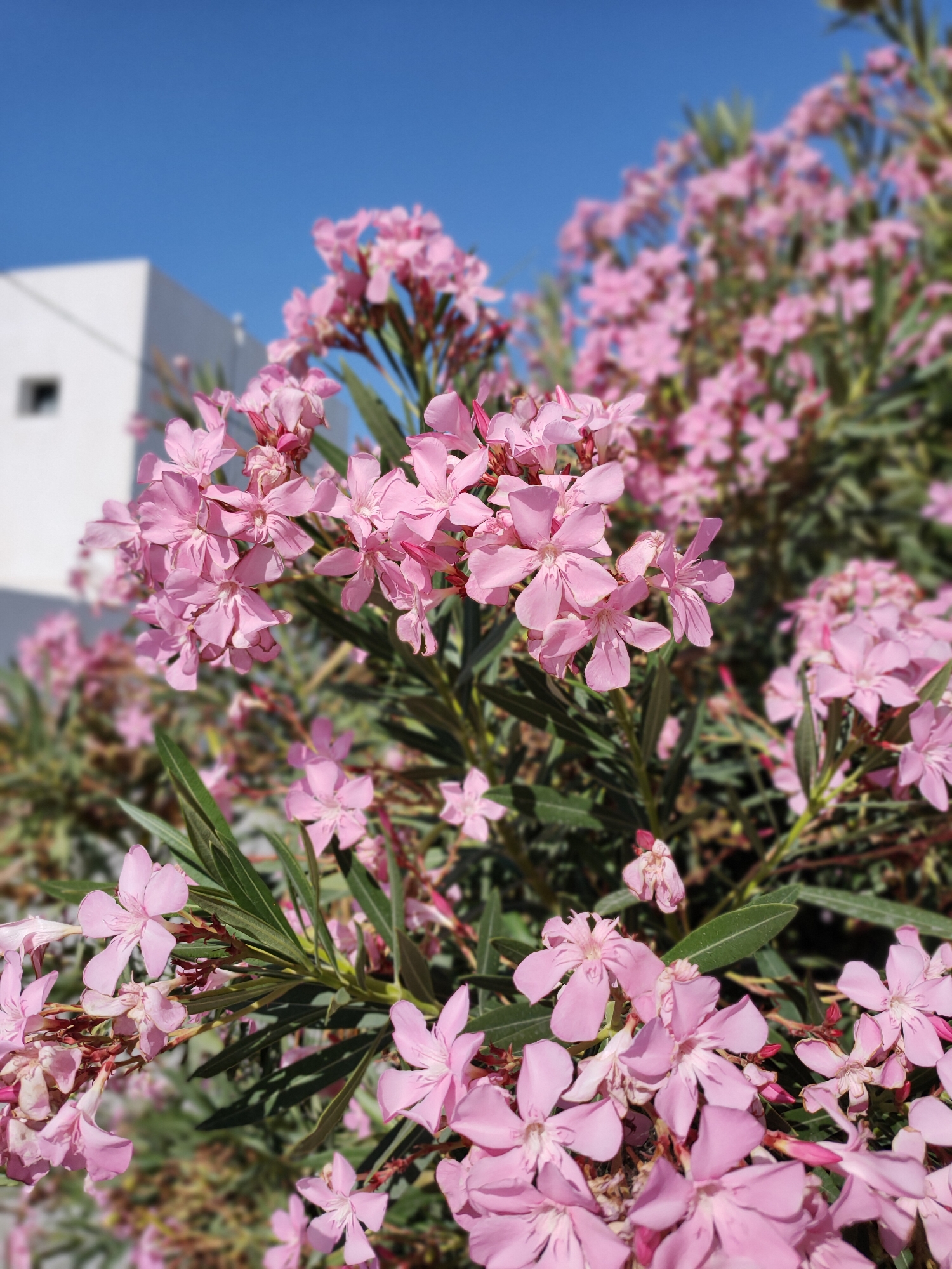 The image displays a close-up view of a vibrant pink oleander bush in full bloom against a clear blue sky. The flowers are detailed, with five petals and visible stamens. In the background, a portion of a white building with a small, dark-colored window is visible on the left side of the frame, suggesting an outdoor urban or suburban setting. The leaves of the oleander bush are long, narrow, and green, providing a rich contrast to the soft pink of the flowers. The overall scene is bright and sunny, with a shallow depth of field that keeps the foreground flowers sharp while blurring the background elements. The location is identified as Unknown, Tunisia.