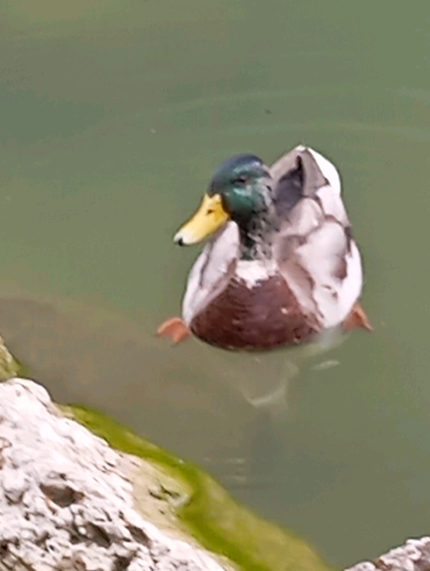 A mallard duck swims in murky green water next to a light-colored, rocky embankment with a thin green algae line. The duck is positioned in the right half of the frame, facing left. It has a dark green iridescent head, a yellow bill, and a white ring around its neck. Its body displays brown and white mottled feathers, and its feet are visible beneath the water. The water appears still, with some subtle reflections visible. The context suggests a natural body of water, potentially a pond or slow-moving river within Baden, Austria.