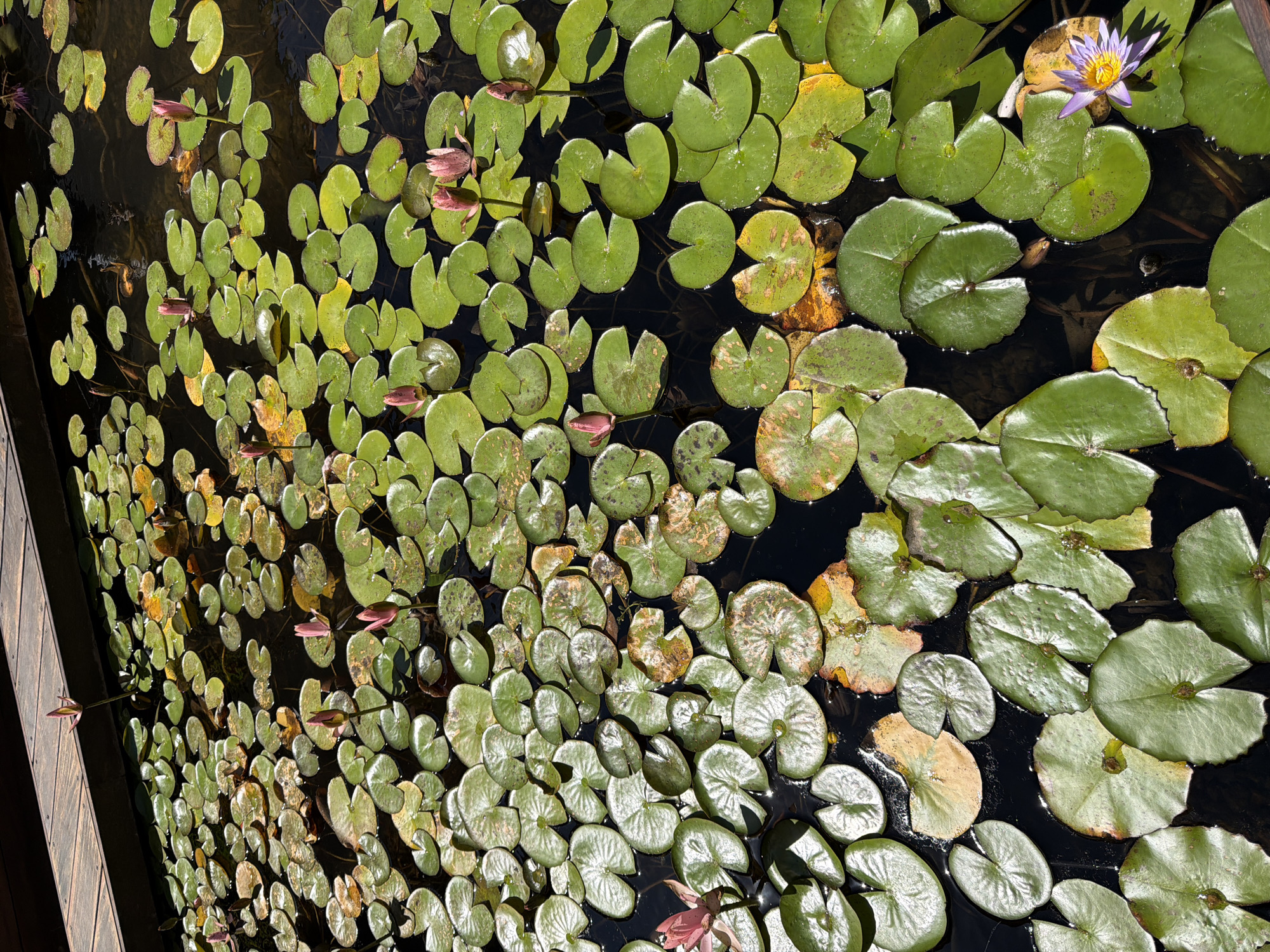 A pond filled with lily pads and a few budding pink water lilies and one open purple water lily is bordered by a wooden deck in Ashdod, Israel. The scene captures a still body of water, reflecting the natural light and the surrounding greenery. The lily pads, varying in shades of green and some showing signs of age with yellowing edges, create a dense carpet on the water's surface. Several buds are visible, promising future blooms, while one delicate purple flower has fully opened, its petals fanned out. The wooden structure suggests a man-made element integrated into the natural setting, possibly a public garden or a private residence. The overall impression is one of tranquility and the quiet beauty of nature.