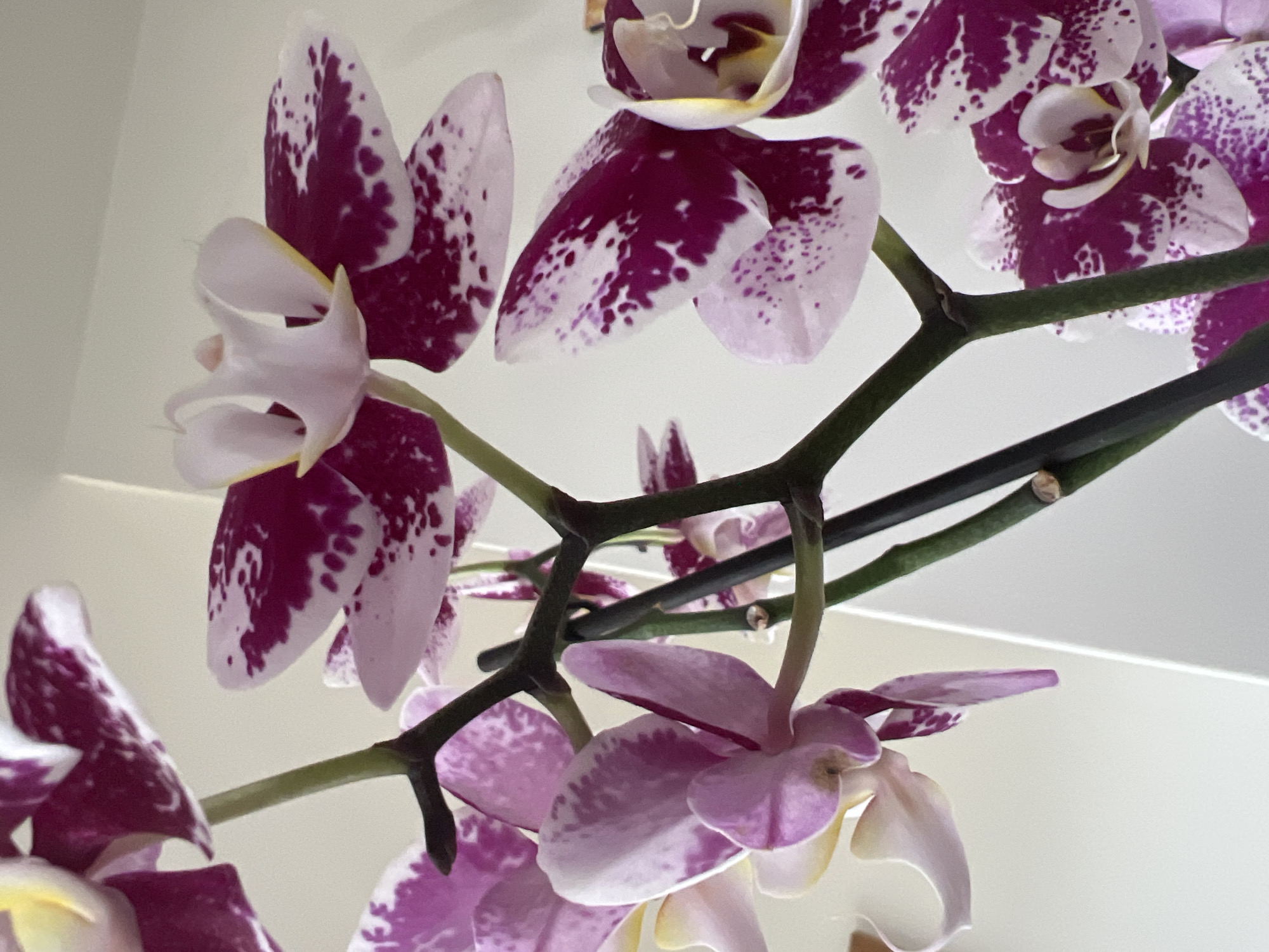 The image shows a close-up view of a spray of purple and white orchids against a plain, light-colored background. The orchids have distinctive splotchy patterns of deep purple on white petals. Several flowers are in focus, with varying degrees of bloom. The stems are dark green and have a slightly woody texture. One stem is propped up against a white, angular object, possibly a wall or a piece of furniture. The lighting is soft and diffused. There is no information about the location in Bunbeg, Ireland, nor are there any people or actions depicted.