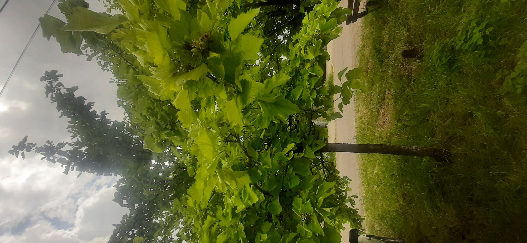 This media file captures a close-up view of lush green foliage of a tree, with its leaves occupying most of the frame. The leaves are large and appear to be in good health, displaying a vibrant green hue, suggesting it is likely spring or summer. In the background, a narrow paved path is visible, bordered by a strip of green grass. To the right of the path, more grass and some vegetation can be seen. A thin, dark tree trunk extends vertically through the frame, anchoring the foliage. The sky above is overcast, with clouds suggesting a diffused light, possibly indicating it's daytime, though the specific time is unclear. There are no people or animals visible. The setting appears to be an outdoor, possibly park-like or roadside environment in Yessentukskaya, Russia. The overall mood is serene and natural. No text is visible in the image.