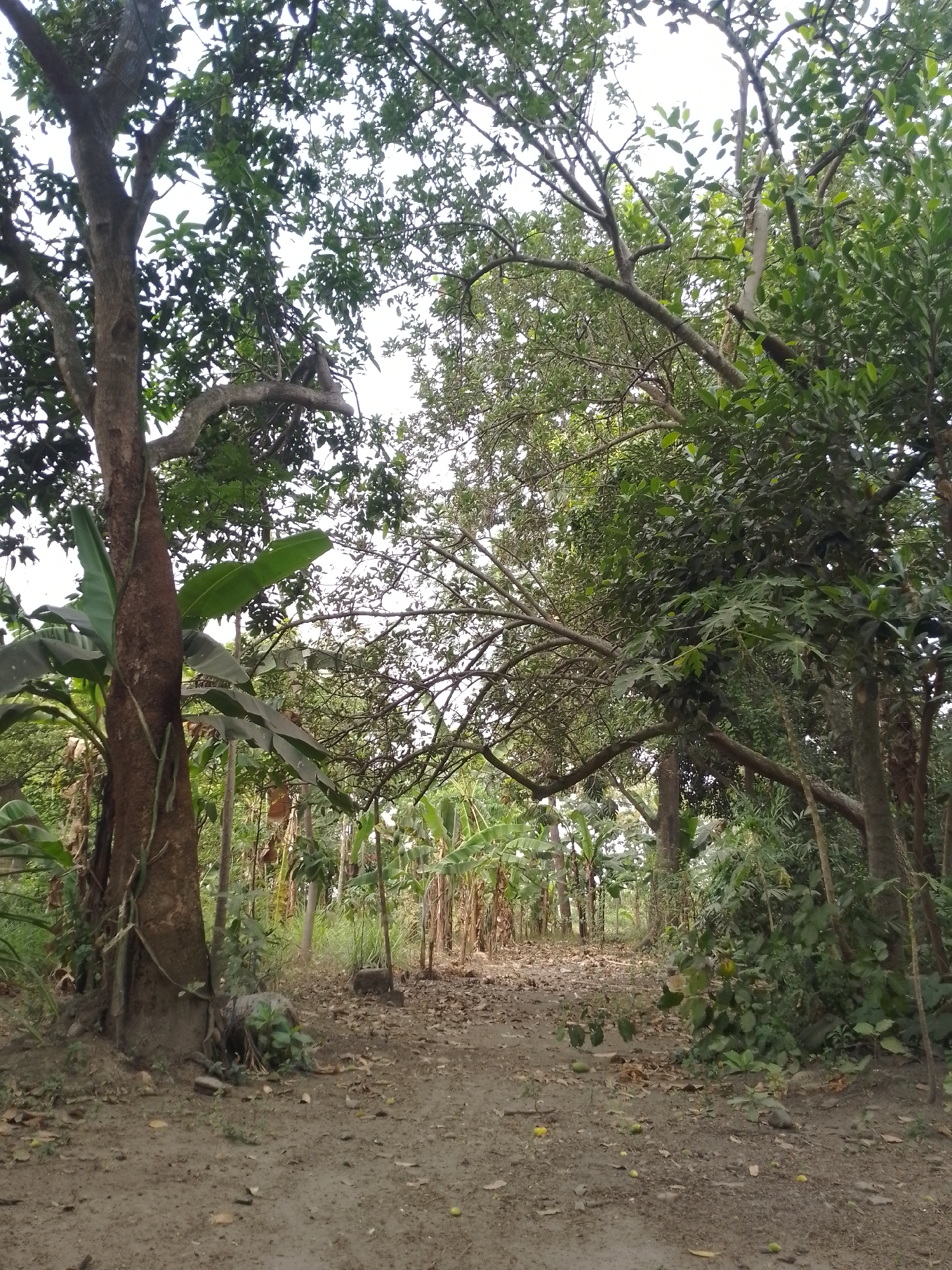 The image shows a dirt path leading through a densely vegetated area, likely a rural landscape or the outskirts of a village in Kauman, Indonesia. The path is covered with dry leaves and some scattered green fruits, possibly fallen from the surrounding trees. On the left side of the path, a large tree trunk is visible, intertwined with vines and flanked by banana plants with their characteristic broad leaves. The background is filled with various trees and dense foliage, with some banana trees also visible in the distance, suggesting a tropical or subtropical environment. The sky is overcast, casting a diffused light on the scene. There are no people or animals present in the image. The overall impression is one of a natural, untamed environment.