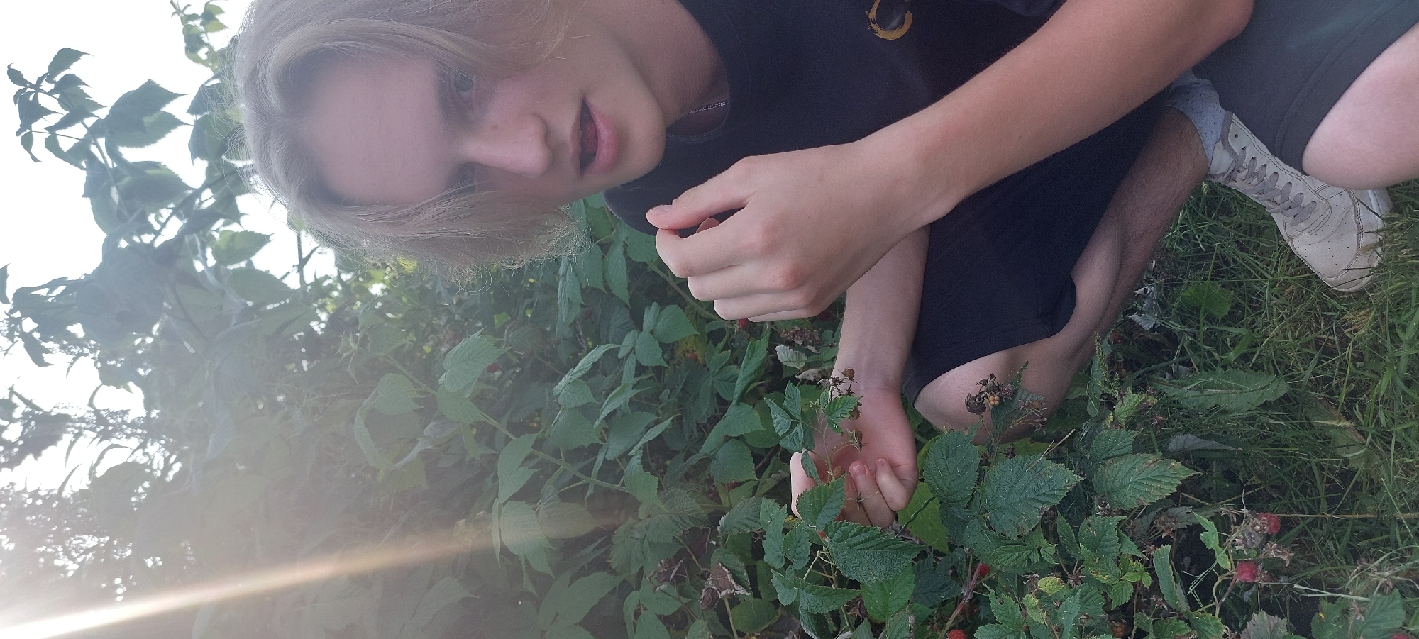 A young person with light brown hair and a fair complexion is crouching in a patch of green foliage, likely in Chaikovsky, Russia, given the context. They are wearing a dark t-shirt and black shorts, with light grey sneakers on their feet. Their right hand is reaching towards a branch with red berries, possibly raspberries, and their mouth is slightly open. The background consists of dense green leaves and branches, with a strong sun flare creating a bright, hazy effect on the left side of the image. The ground is covered in grass and fallen leaves.