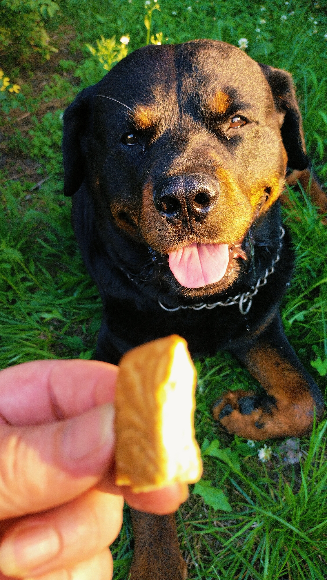 A Rottweiler dog, with a black coat and tan markings, lies on bright green grass outdoors. The dog is looking up at a hand holding a small, light-brown piece of food. The dog's mouth is open, and its pink tongue is visible. The sun is shining, casting a warm glow on the dog's face. The background is filled with more grass and some blurred greenery. There is no indication of the city of Horishni Plavni, Ukraine, in the image.