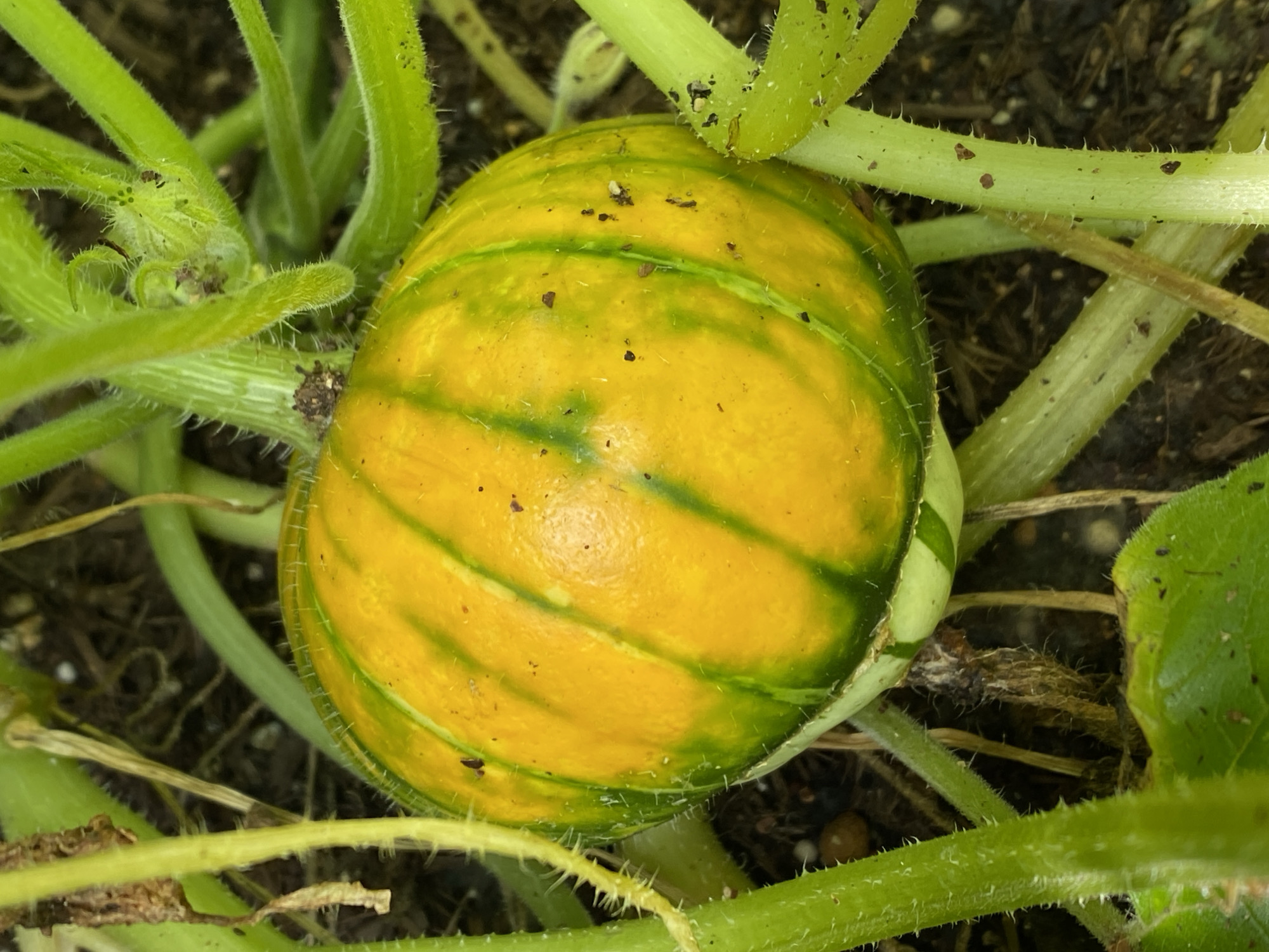 A small, developing pumpkin with yellow and green stripes is nestled amongst its own green, fuzzy vines and leaves. The pumpkin is round and appears to be attached to a thick stem. The ground beneath is dark soil with some visible debris and small white objects. The image is a close-up, eye-level shot of the pumpkin and its immediate surroundings, with no discernible landmarks or context to indicate a specific location within Purkersdorf, Austria.