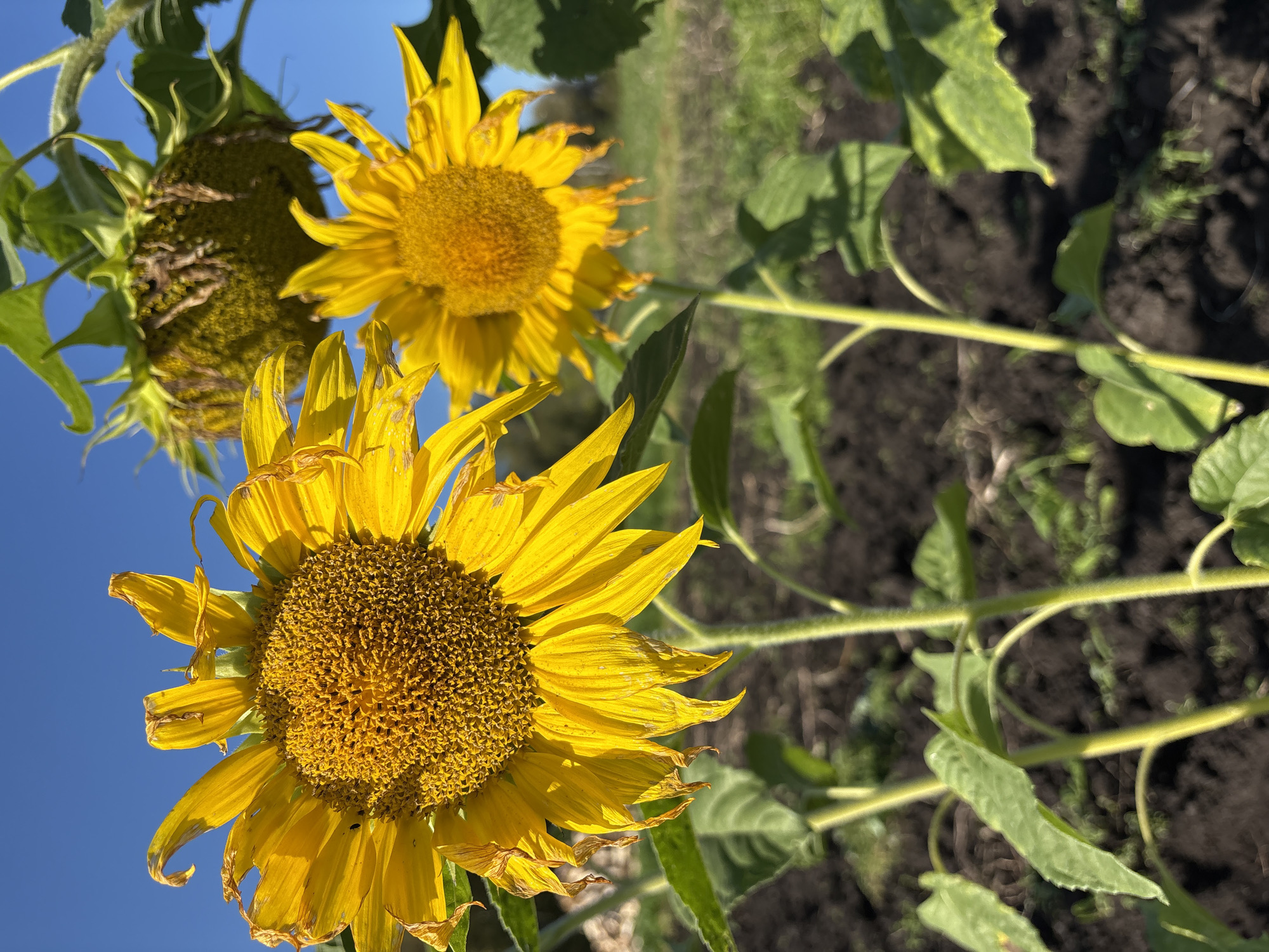 In Verkh-Bobrovka, Russia, a close-up photograph captures a field of sunflowers under a clear blue sky. The foreground is dominated by two vibrant yellow sunflowers in bloom, their petals slightly wilting, suggesting the late summer season. One sunflower is larger and closer to the camera, its center filled with tiny florets. Behind it, another sunflower is partially visible, and further back, a third sunflower head appears to be in a state of decay, its petals brown and drooping, with seeds beginning to form. Green leaves and sturdy, fuzzy stems of the sunflowers are prominent, contrasting with the dark, tilled soil of the field. The background is blurred, hinting at more foliage and the vast expanse of the sky. No people are present in the frame.