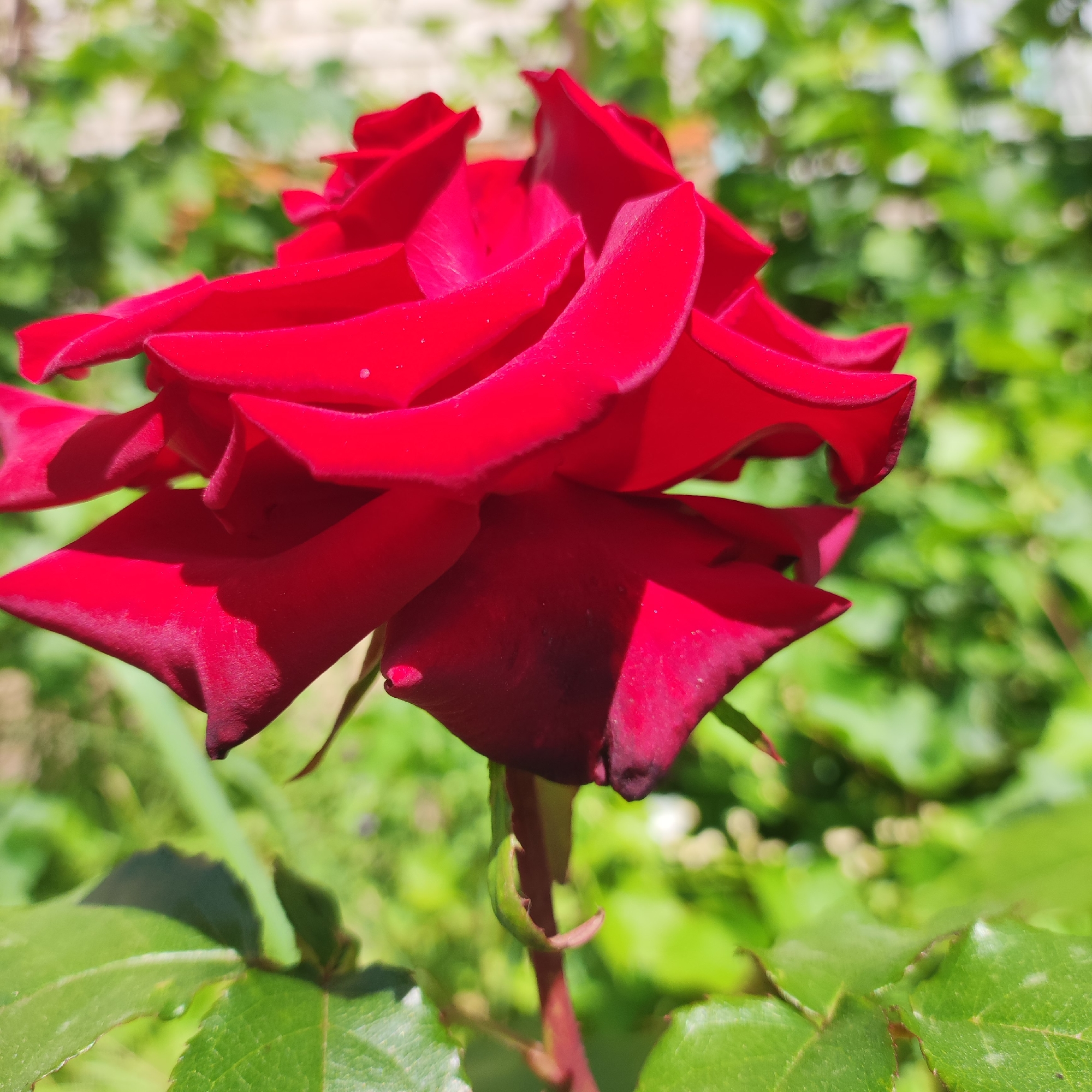 A close-up, horizontal, eye-level shot captures a vibrant red rose in bloom, set against a blurred green background of foliage. The rose's petals are unfurling, revealing deep red hues with some darker, almost black, tips. Sunlight highlights the textured surface of the petals, and tiny water droplets are visible on some. The stem of the rose, a reddish-brown, is partially visible, along with some green leaves at the bottom of the frame. The background is a soft blur of various shades of green, suggesting a garden or natural outdoor setting. The image does not depict any people or human activity. The location is identified as Navoloki, Russia.