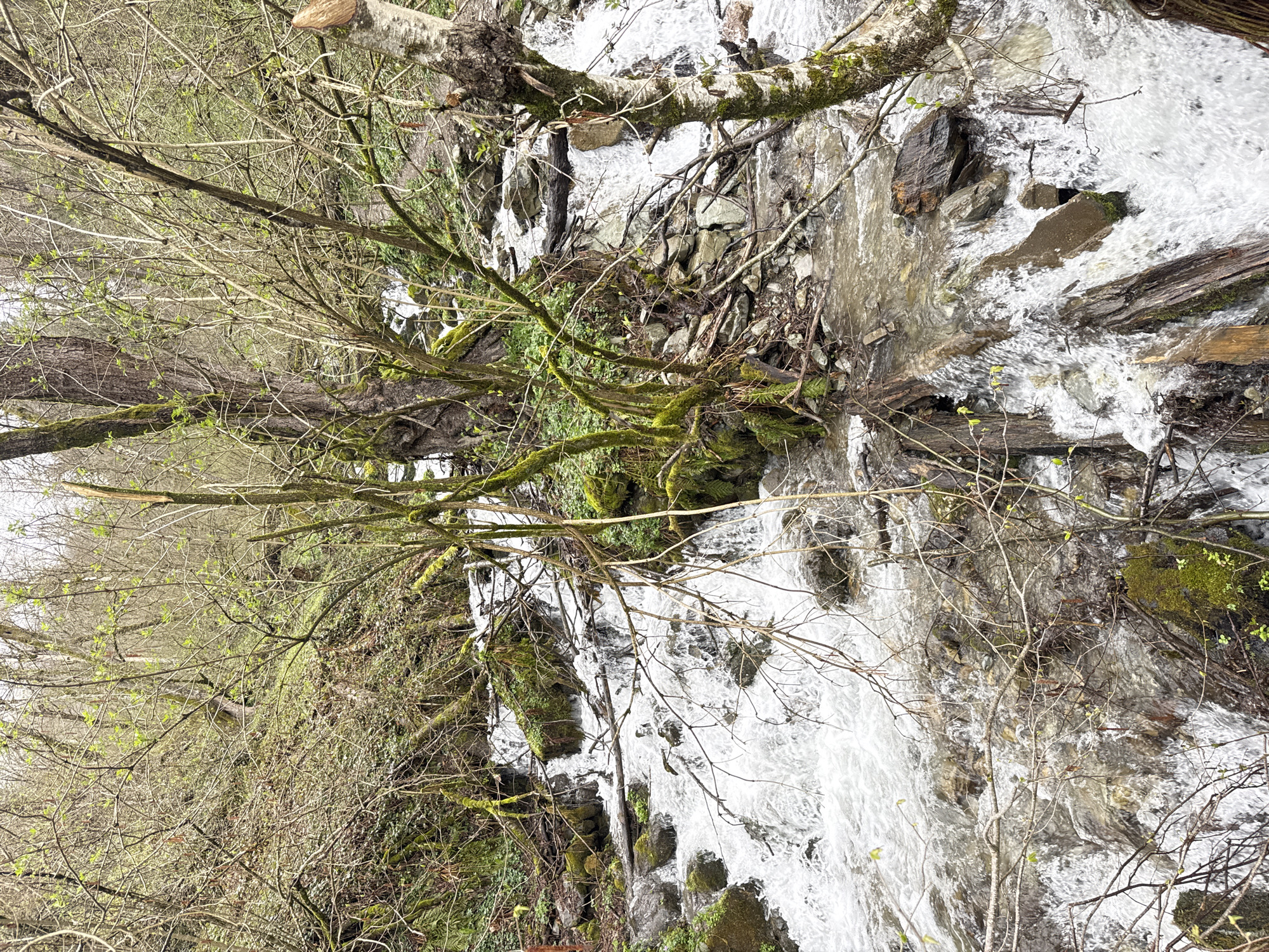 A natural scene featuring a cascading stream or waterfall running through a forest, likely located in the mountainous region near Krasnaya Polyana, Russia. The image is dominated by the flow of water cascading over rocks and fallen logs. The surrounding area is wooded with trees showing early spring growth, bare branches interspersed with nascent foliage, and moss-covered limbs. The color palette consists of the white and gray of the water, the brown and gray of the rocks and branches, and the green of the moss and new leaves. The scene conveys a sense of natural beauty and the rugged terrain characteristic of the Krasnaya Polyana area.